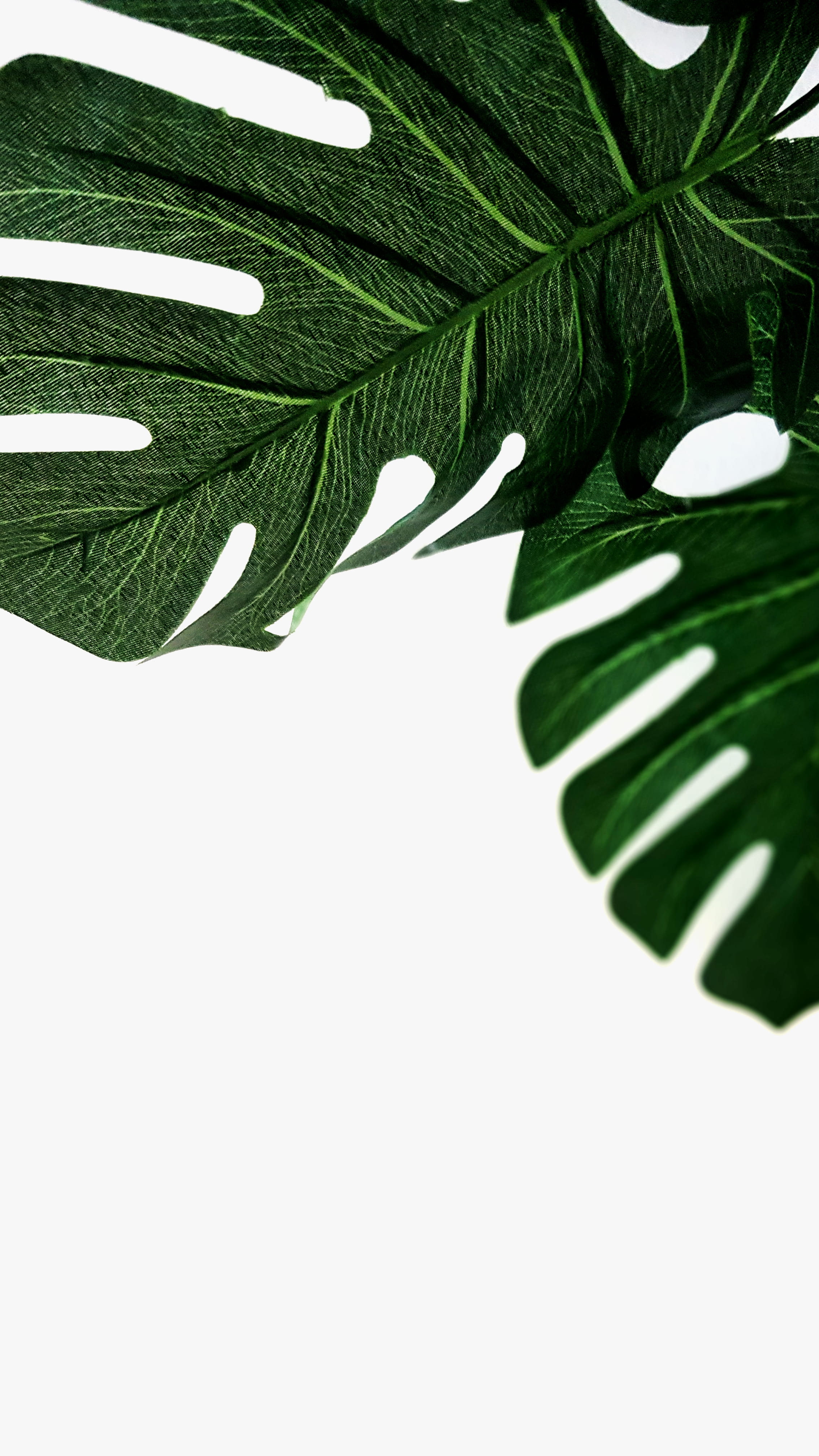 plant, copy space, white background, christmas, pattern, green color, no people, plant part, leaves, still life, beauty in nature, close-up, green, cheese, Phone HD Wallpaper