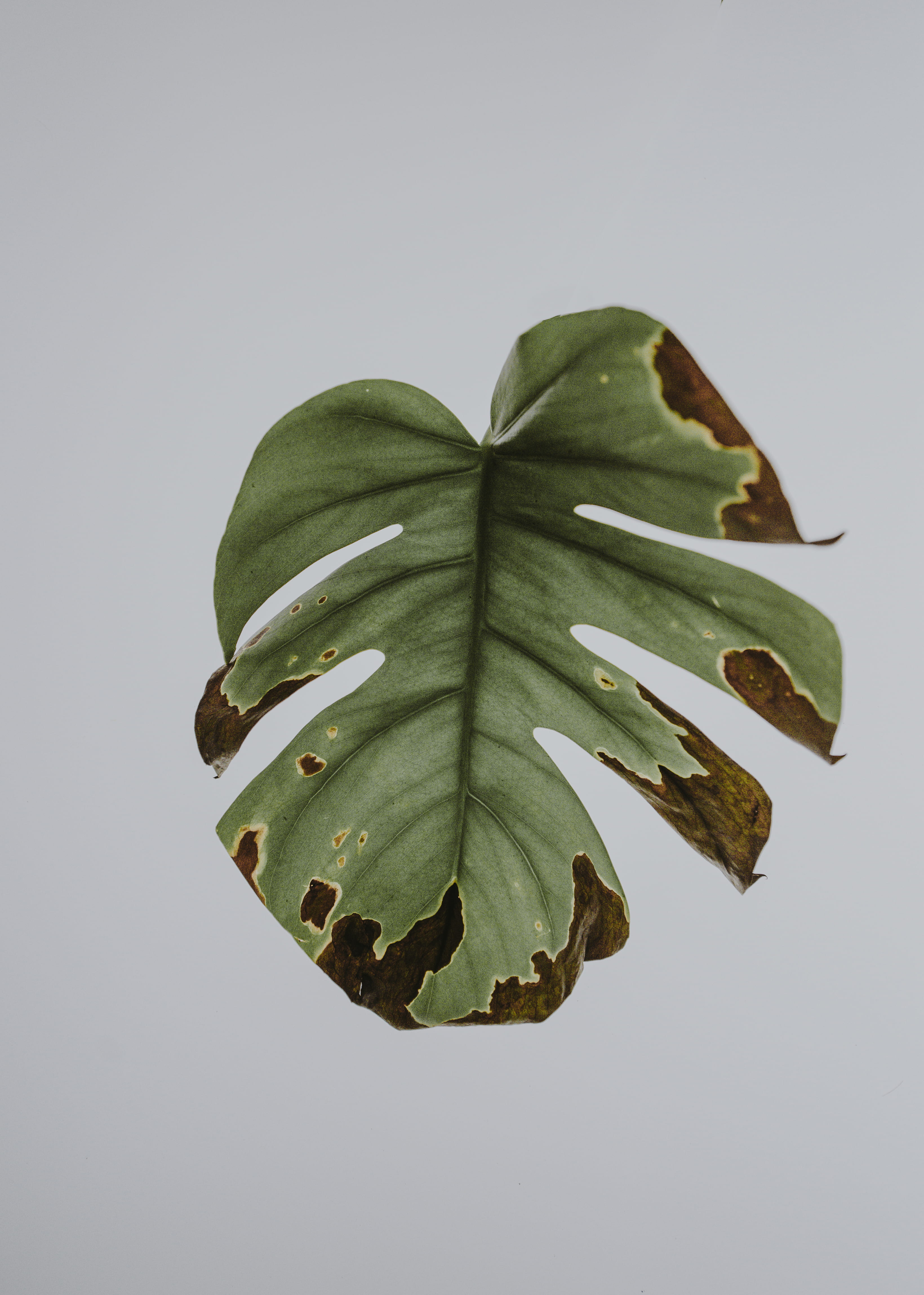 plant part, indoors, green color, food and drink, directly above, leaves, diseased, nature, white, monstera, close-up, still life, no people, white background, Phone HD Wallpaper