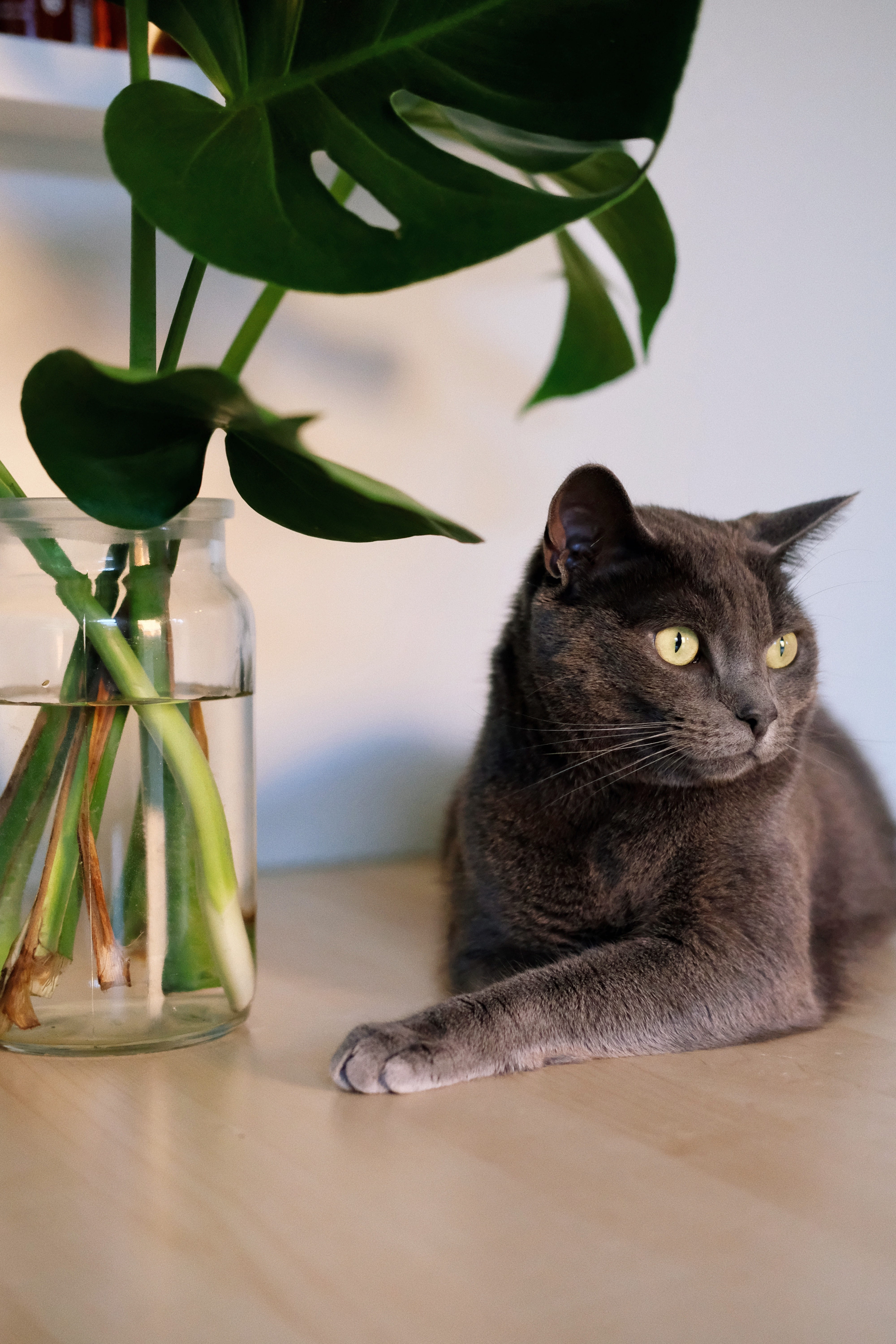 blue, laying, water, pets, monstera, leafed, indoors, leaves, green, looking away, animal themes, domestic animals, leaf, animal, one animal, 5K, no people, Phone HD Wallpaper