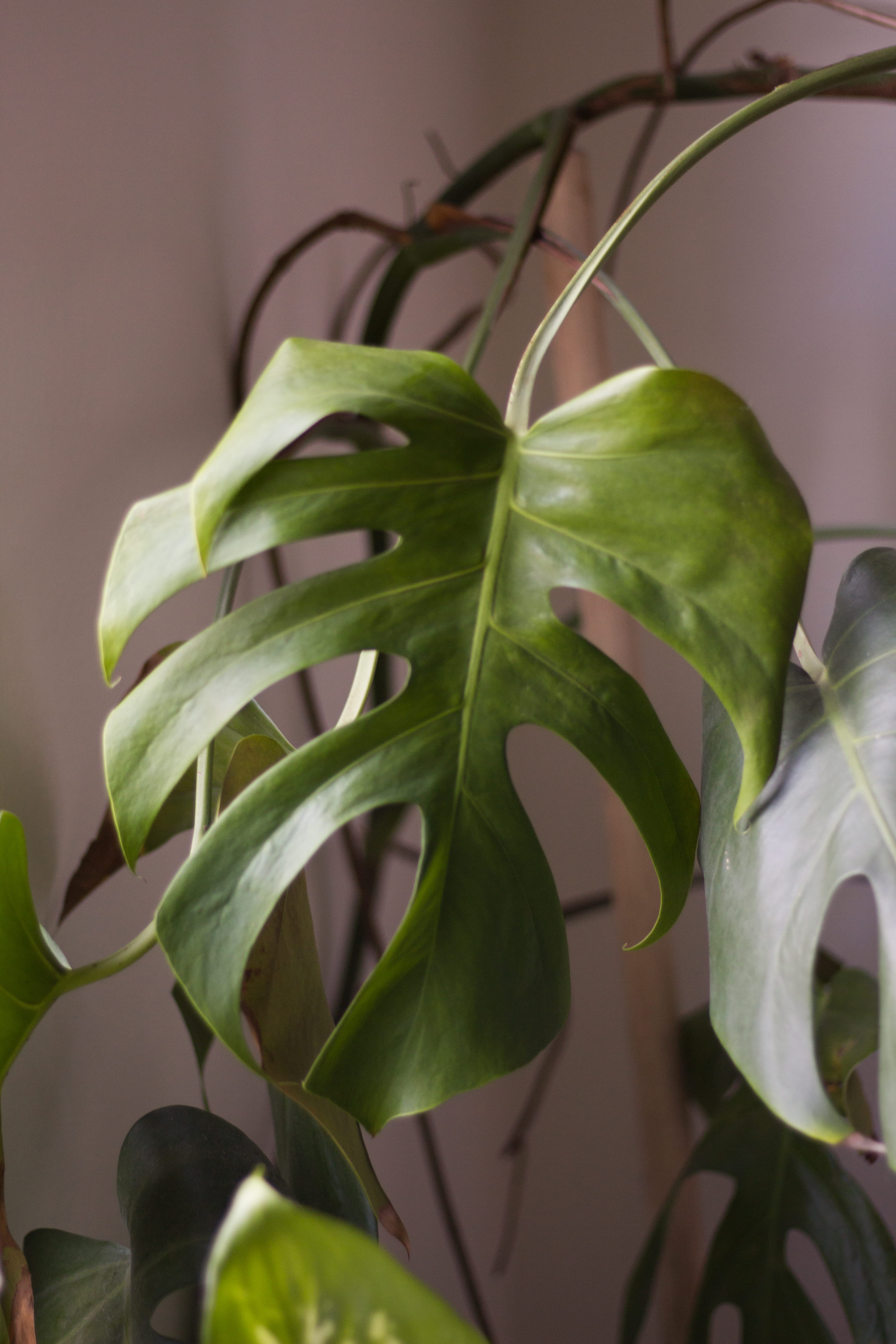 food and drink, houseplant, sepal, swiss cheese plant, nature, green color, selective focus, plant, indoors, freshness, monstera, beauty in nature, focus on foreground, Phone HD Wallpaper