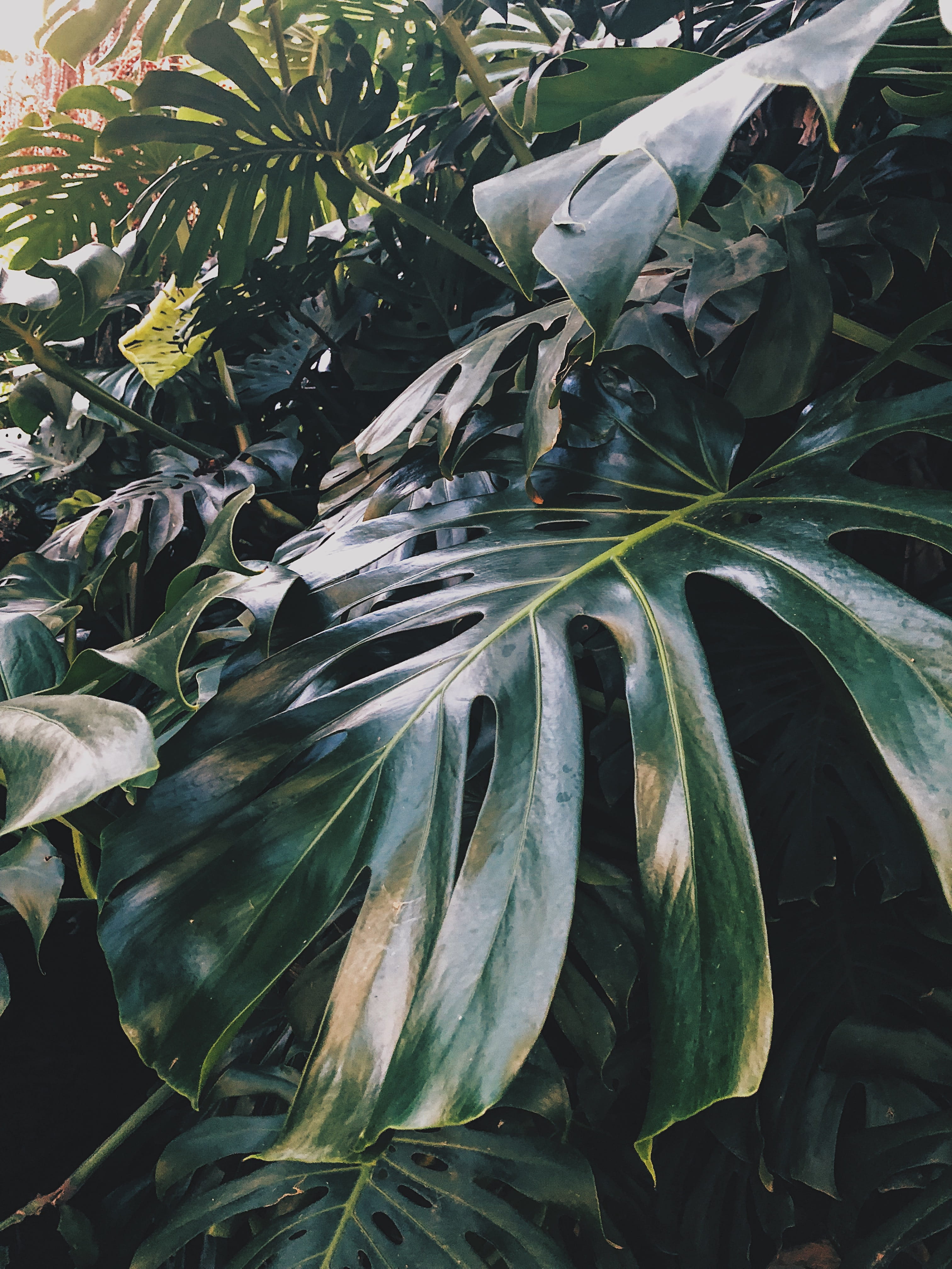 day, plant part, close-up, monstera, sunlight, tranquility, land, freshness, urban gardening, no people, outdoors, beauty in nature, nature, 4K, tree, Phone HD Wallpaper