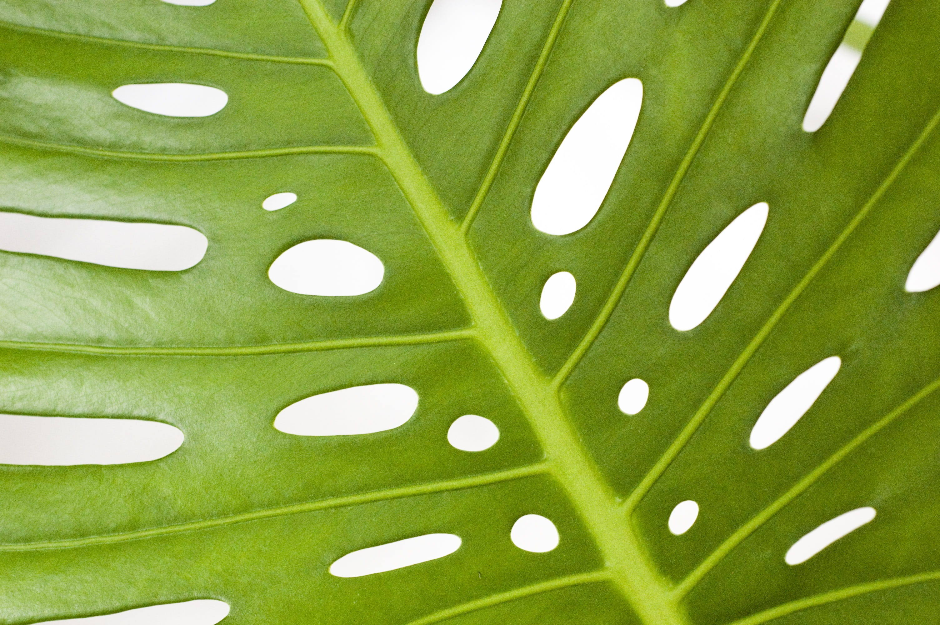leaf, personal accessory, spotted, nature, selective focus, healthcare and medicine, backgrounds, green color, monstera, polka dot, outdoors, beauty in nature, HD Wallpaper