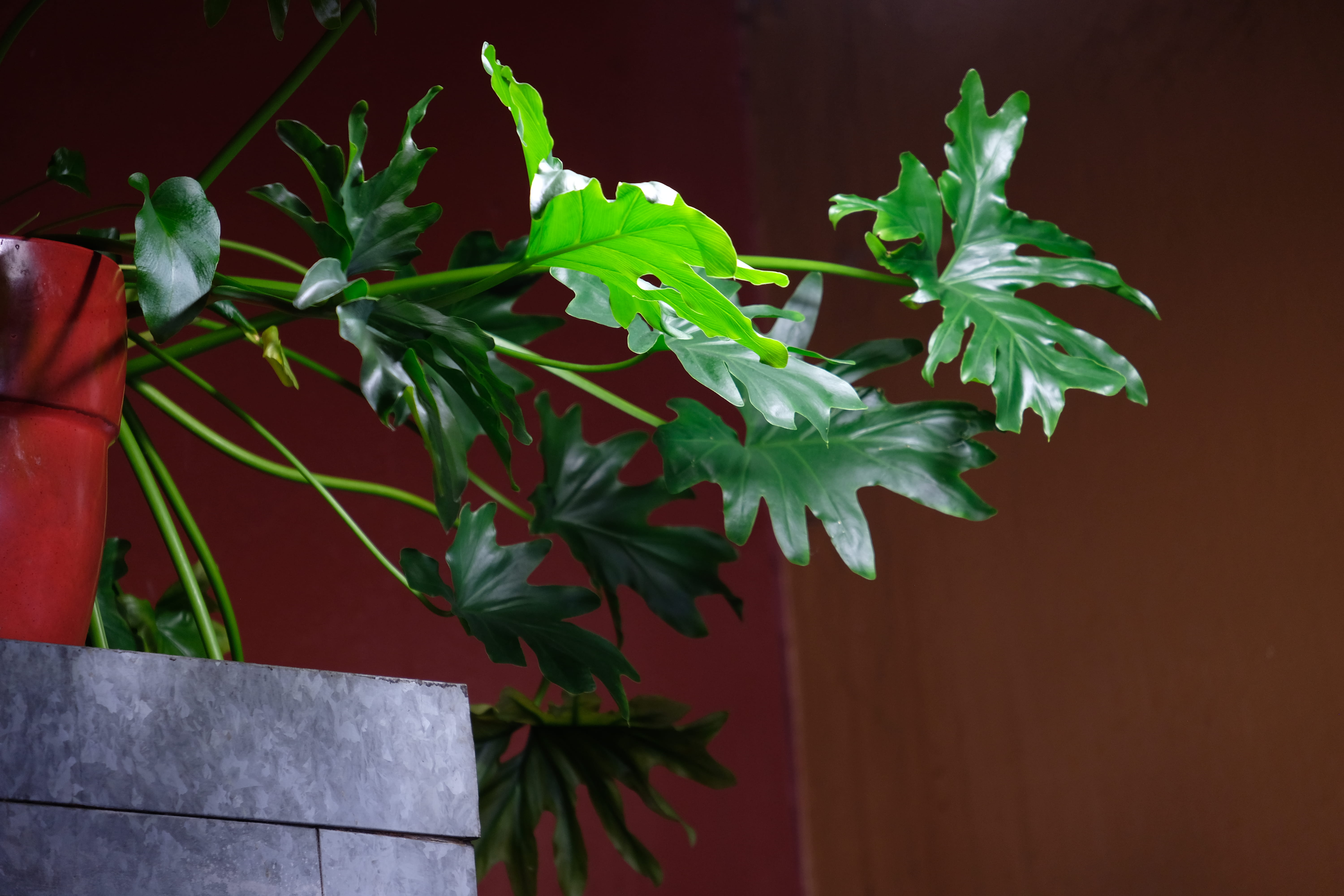 herbal, green color, jar, food, monstera, red, wood - material, potted plant, pottery, furniture, herbs, outdoors, planter, freshness, close-up, no people, HD Wallpaper