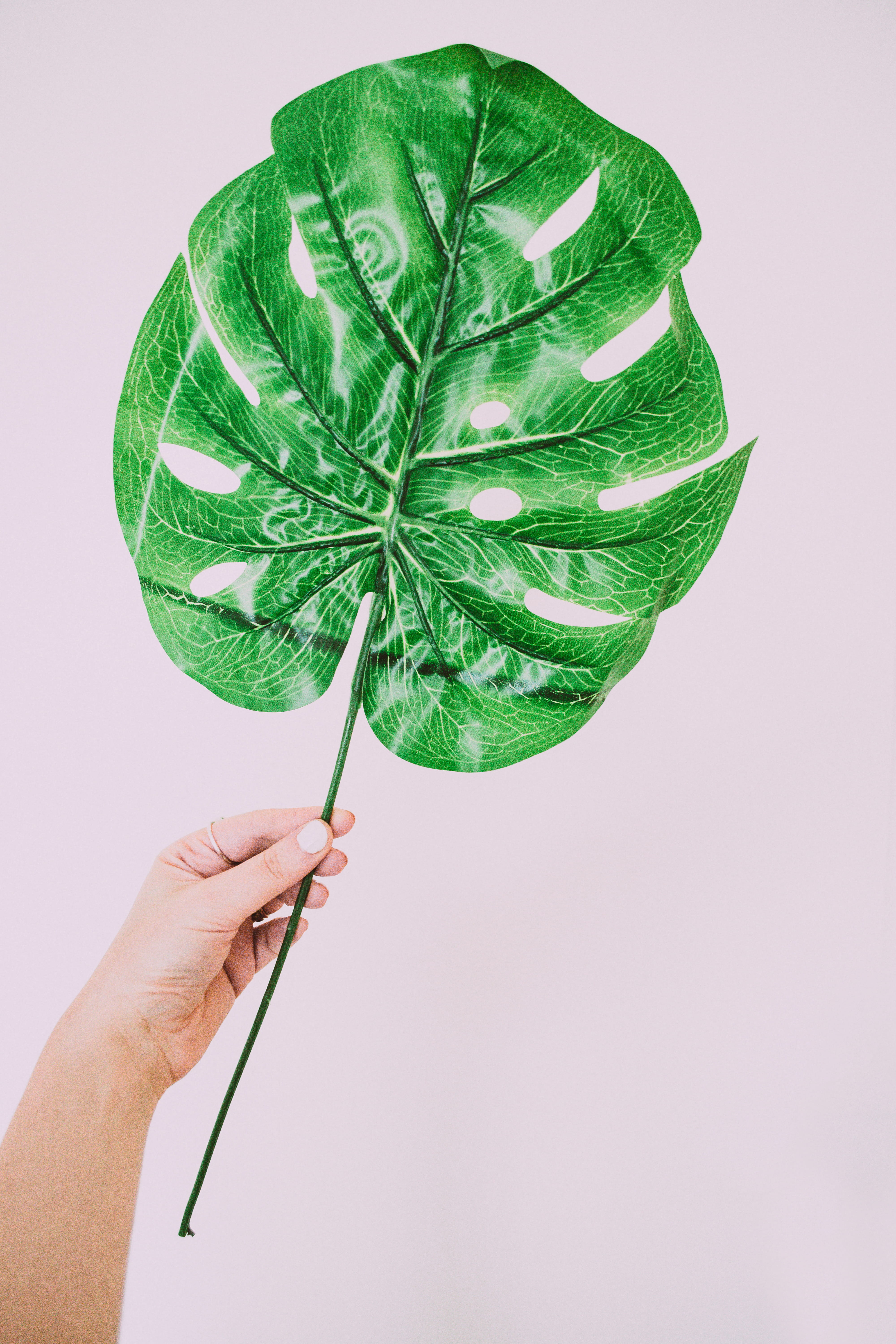 plant, indoors, green, unrecognizable person, human limb, plant part, holding, beautiful, color, real people, nature, hand, leaf, human body part, personal perspective, Phone HD Wallpaper