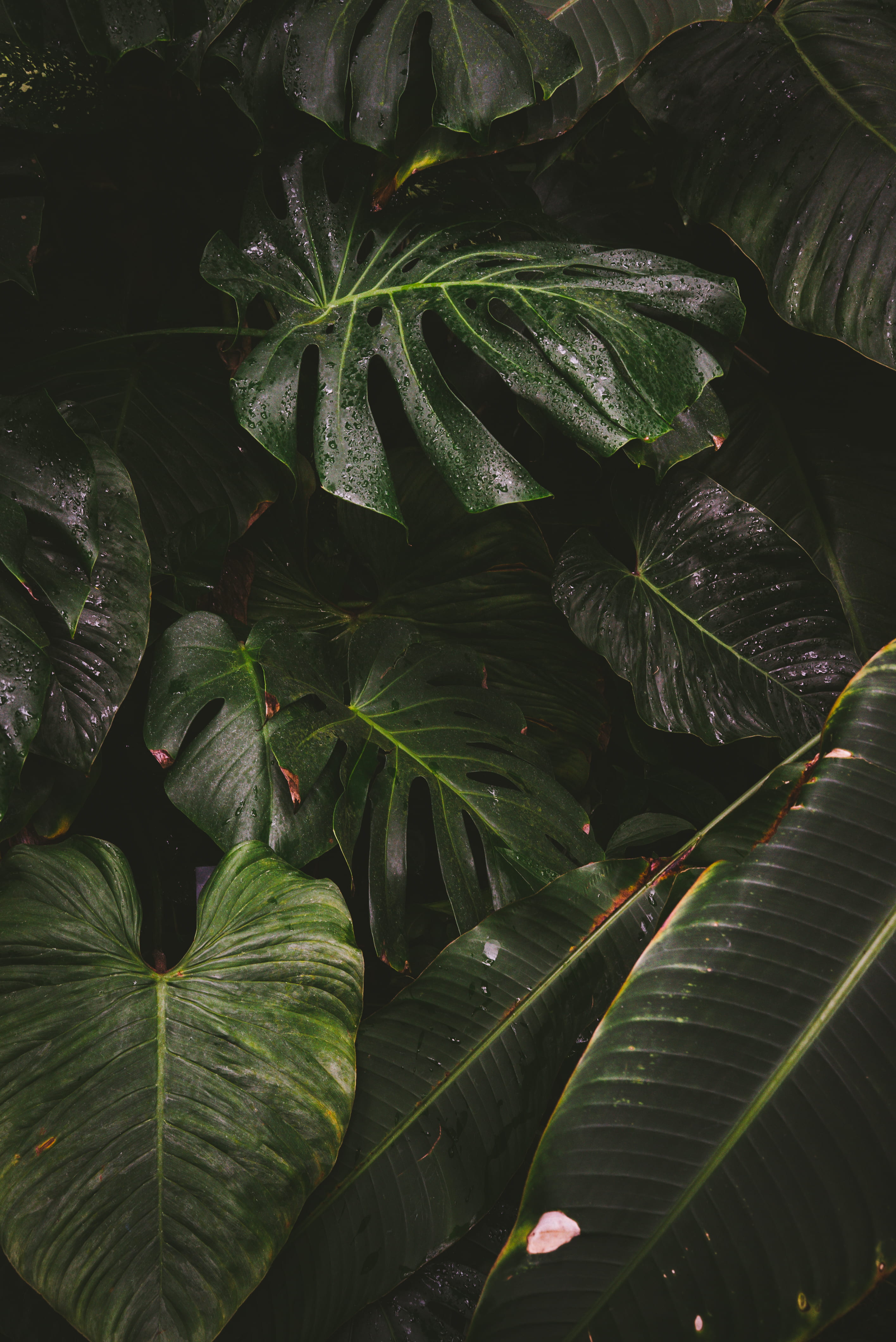 green color, beauty in nature, freshness, botany, plants, indoor, full frame, day, green, tranquility, sunlight, view, growth, leaves, no people, 4K, natural pattern, Phone HD Wallpaper