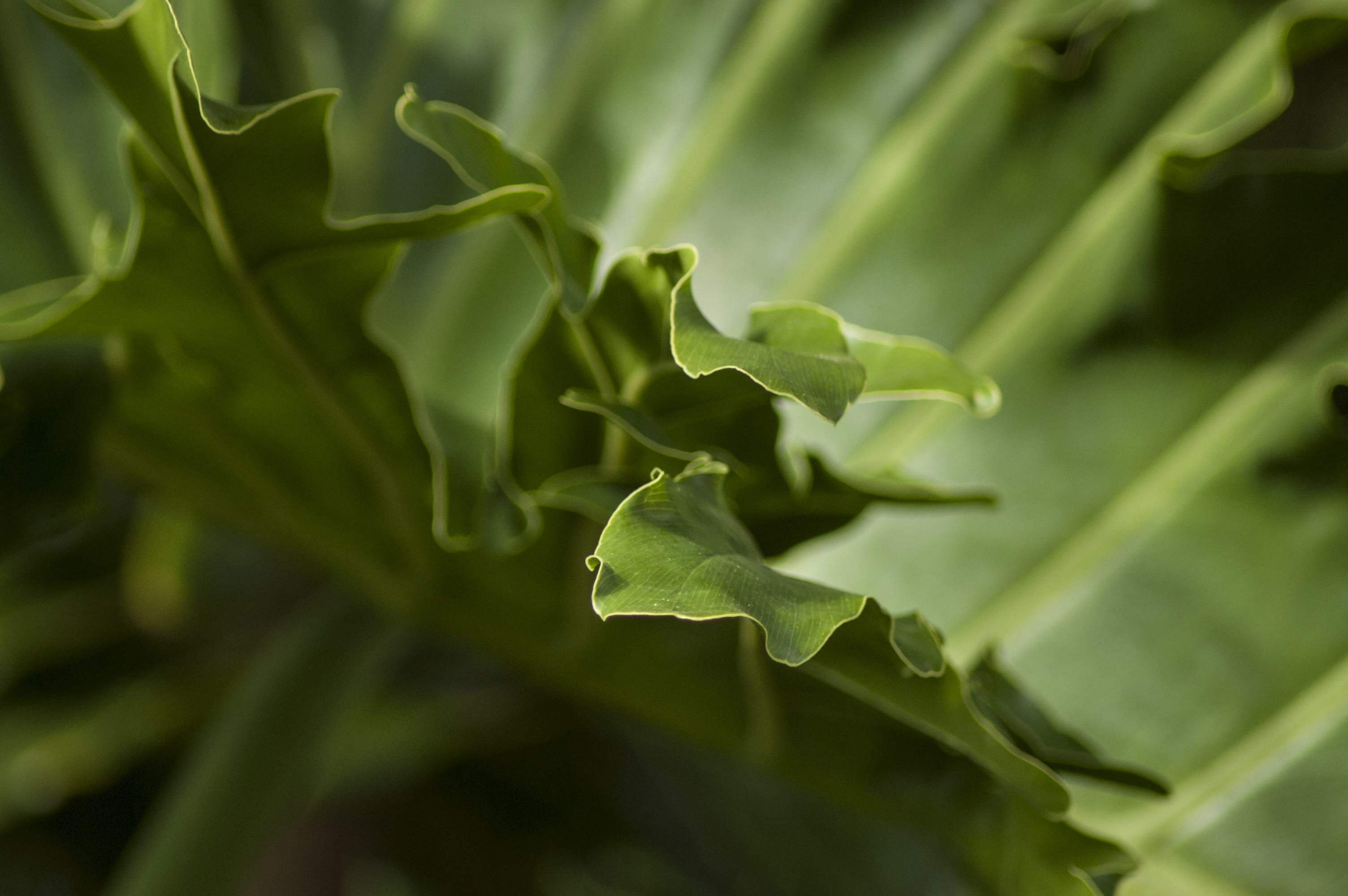 leaf, full frame, beauty in nature, tropical, brazil, growth, wildplant, monstera, forest, selective focus, foliage, conceptual, backgrounds, plants, botanical, HD Wallpaper