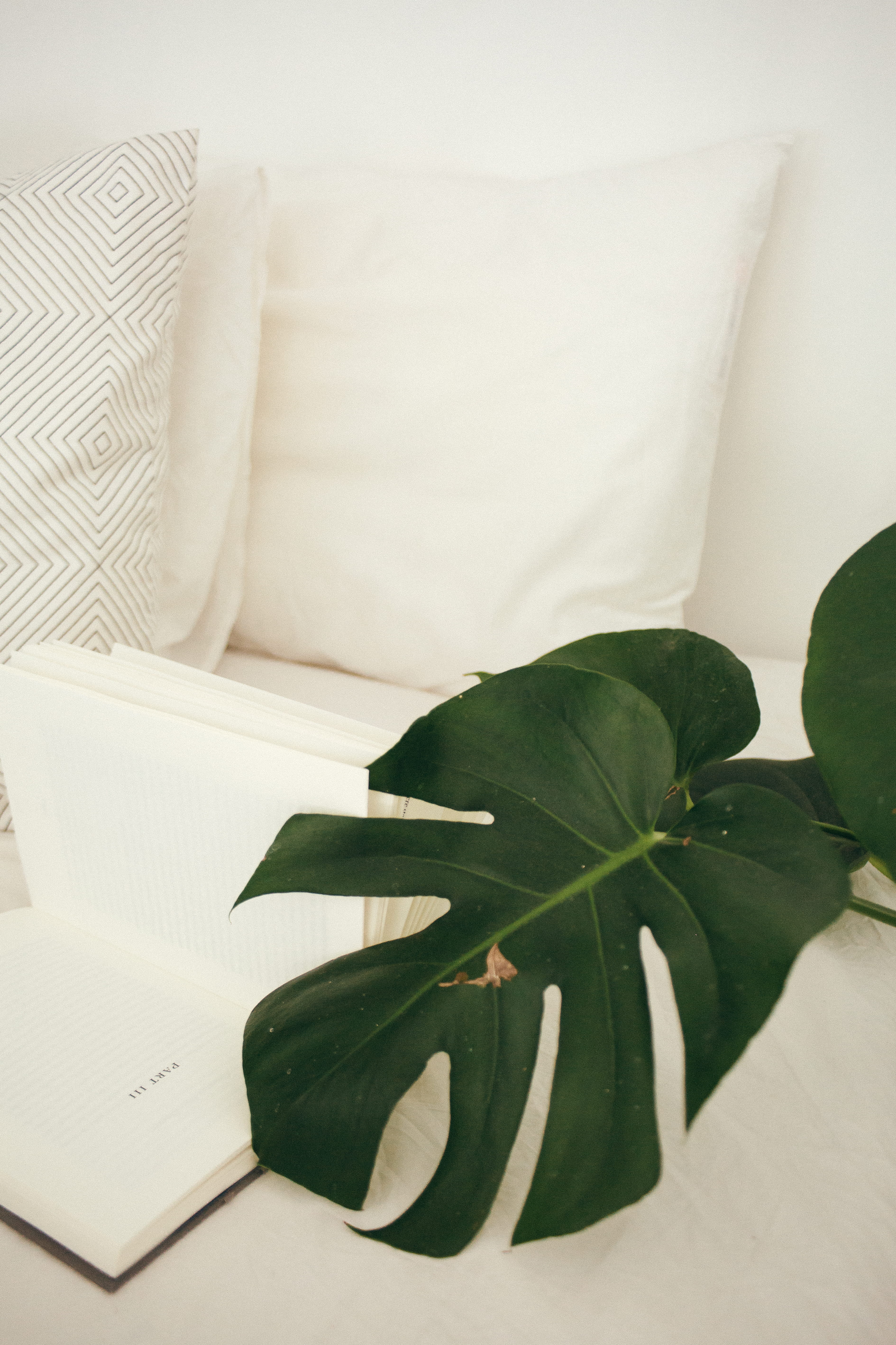 throw pillows, nature, furniture, contemporary, plant part, close-up, paper, still life, green, sofa, education, pillow, publication, light, book, swiss, Phone HD Wallpaper