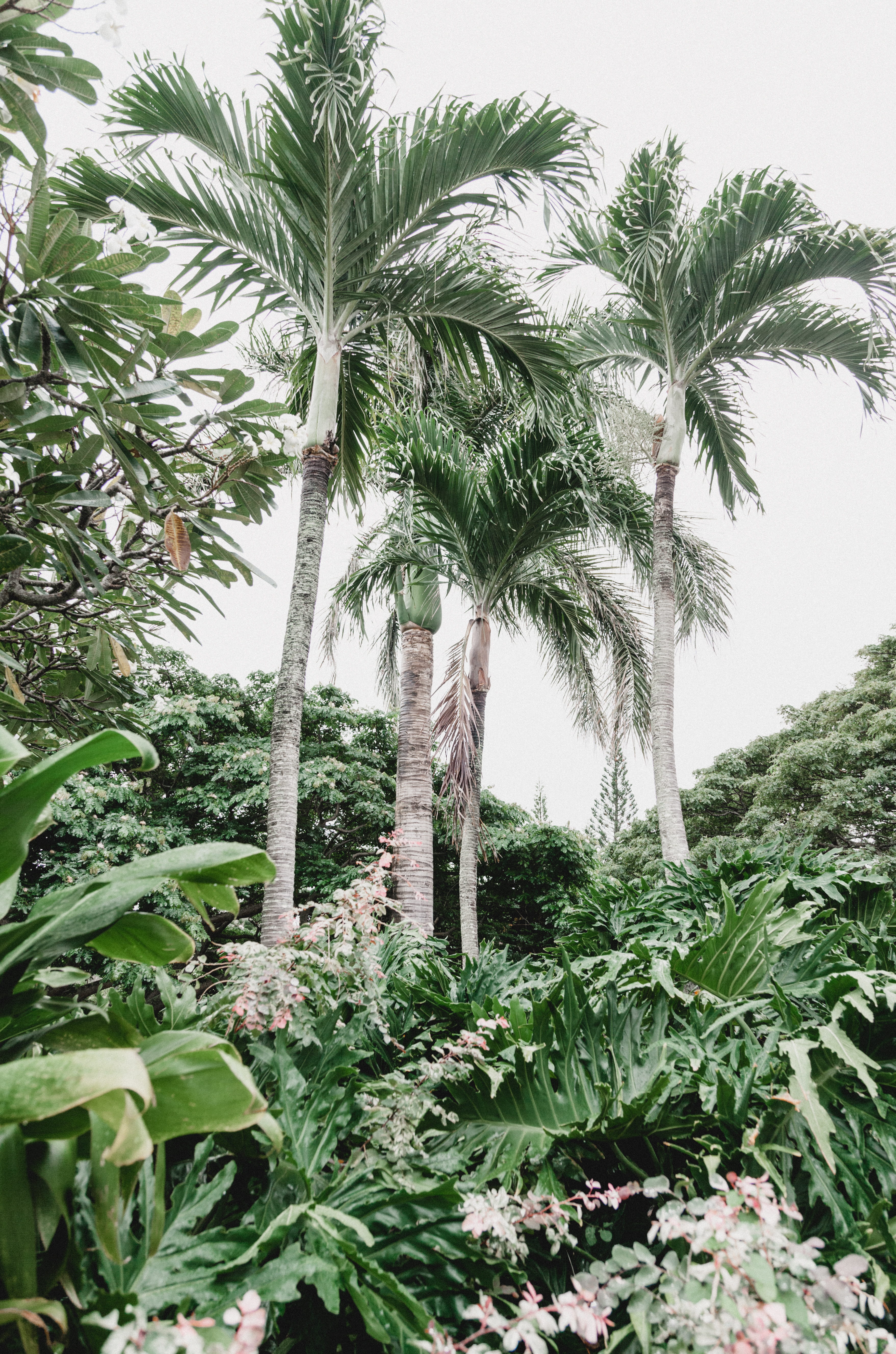 plant, palm tree, botanial, land, tropical tree, maui, growth, tropical, leaf, scenics - nature, tree, no people, monstera leaf, monstera, day, outdoors, Phone HD Wallpaper