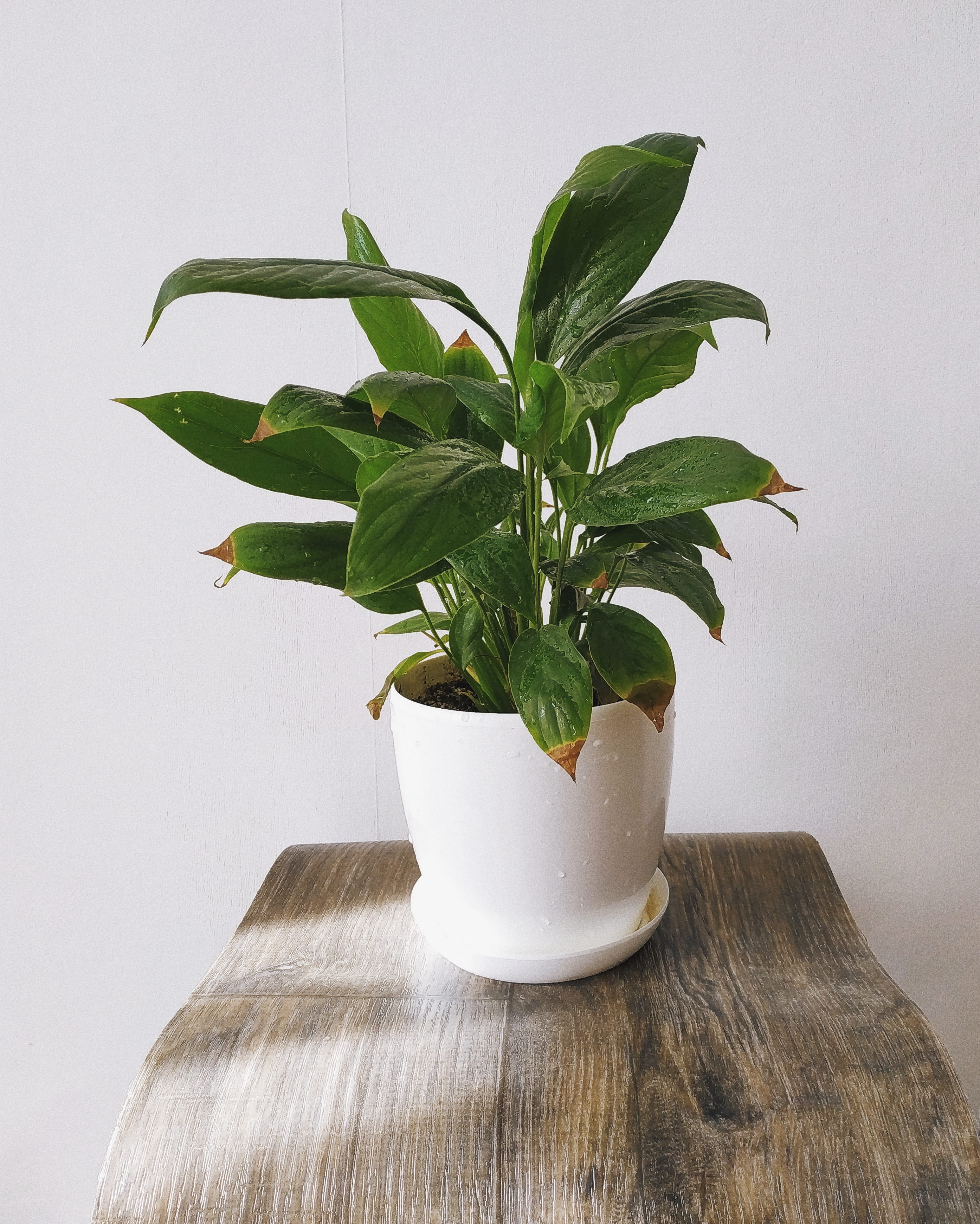 tabletop, white, blossom, close-up, mobile photo, monster, white background, flowers, website, hardwood, green, 2K, plants, indoors, wall - building feature, Phone HD Wallpaper