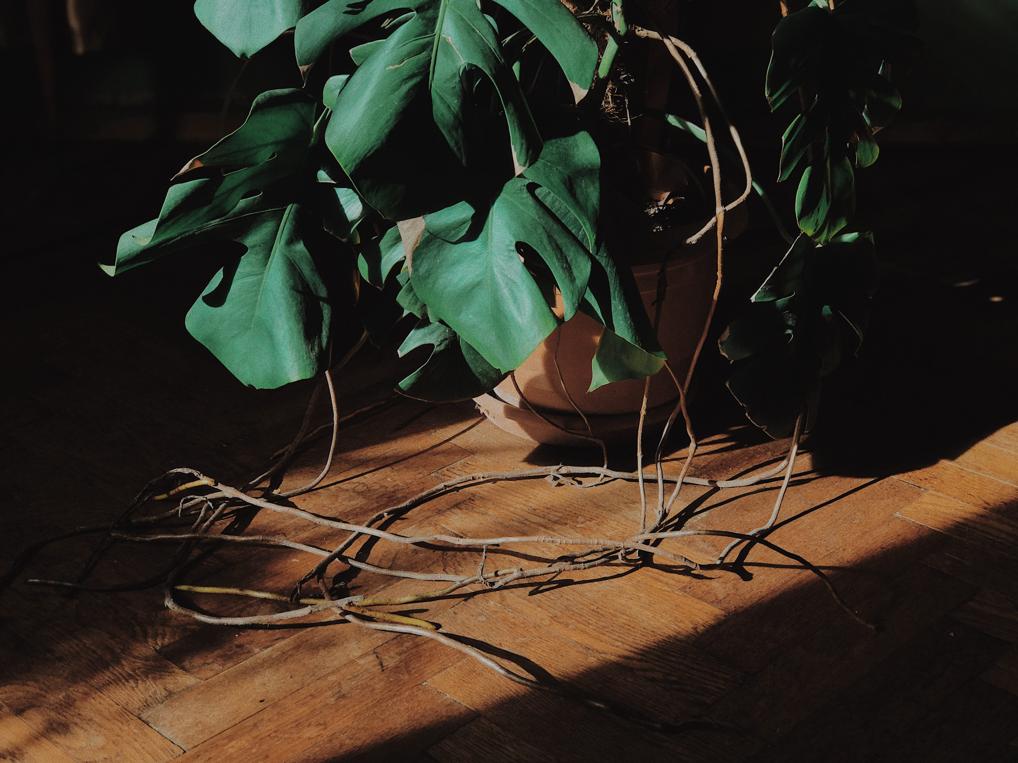 plant part, wood, 4K, green color, ozurgeti, georgia, tangled, wood - material, planter, vase, no people, close-up, ground, hardwood, vegetable, 18 sioridze st, HD Wallpaper