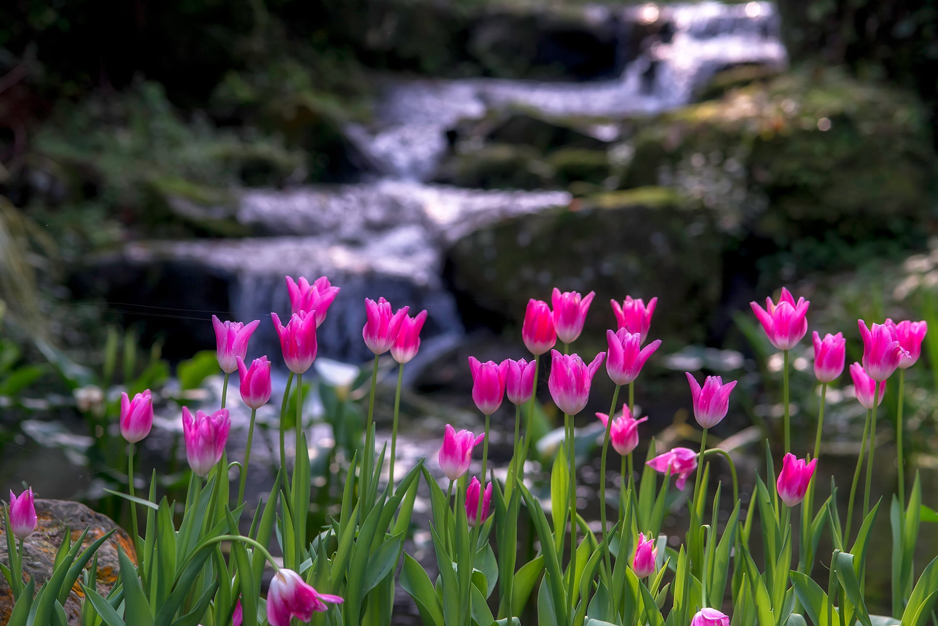 tulip, plant, waterfall, water, Taoyuan, outdoors, summer, running water, water  spring, pink, flower, 1080P, photography, running, pink Color, beauty In Nature, HD Wallpaper