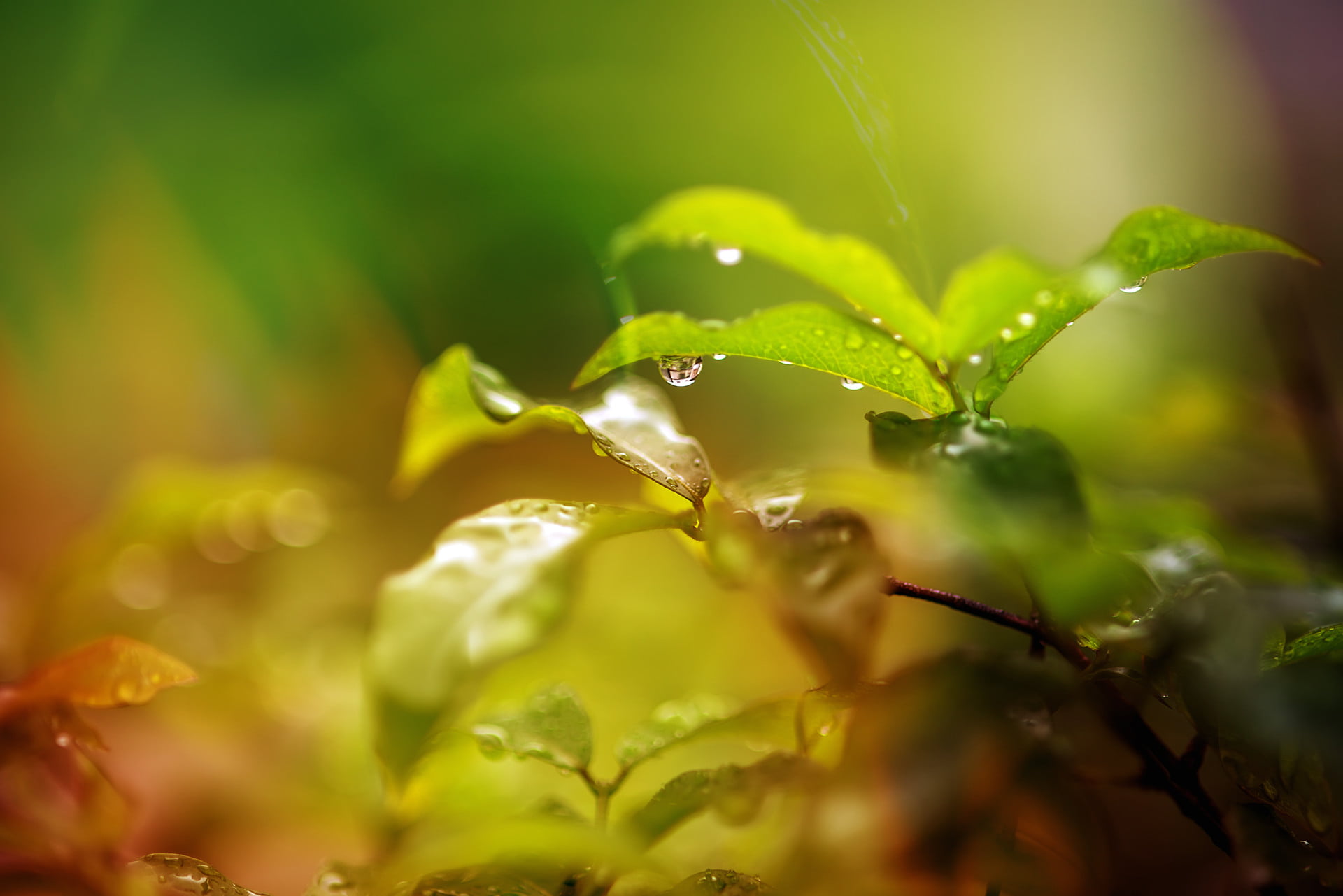 water drop, plant, water, green leaf, drop, Project 365, green, 1080P, leaf, HD Wallpaper