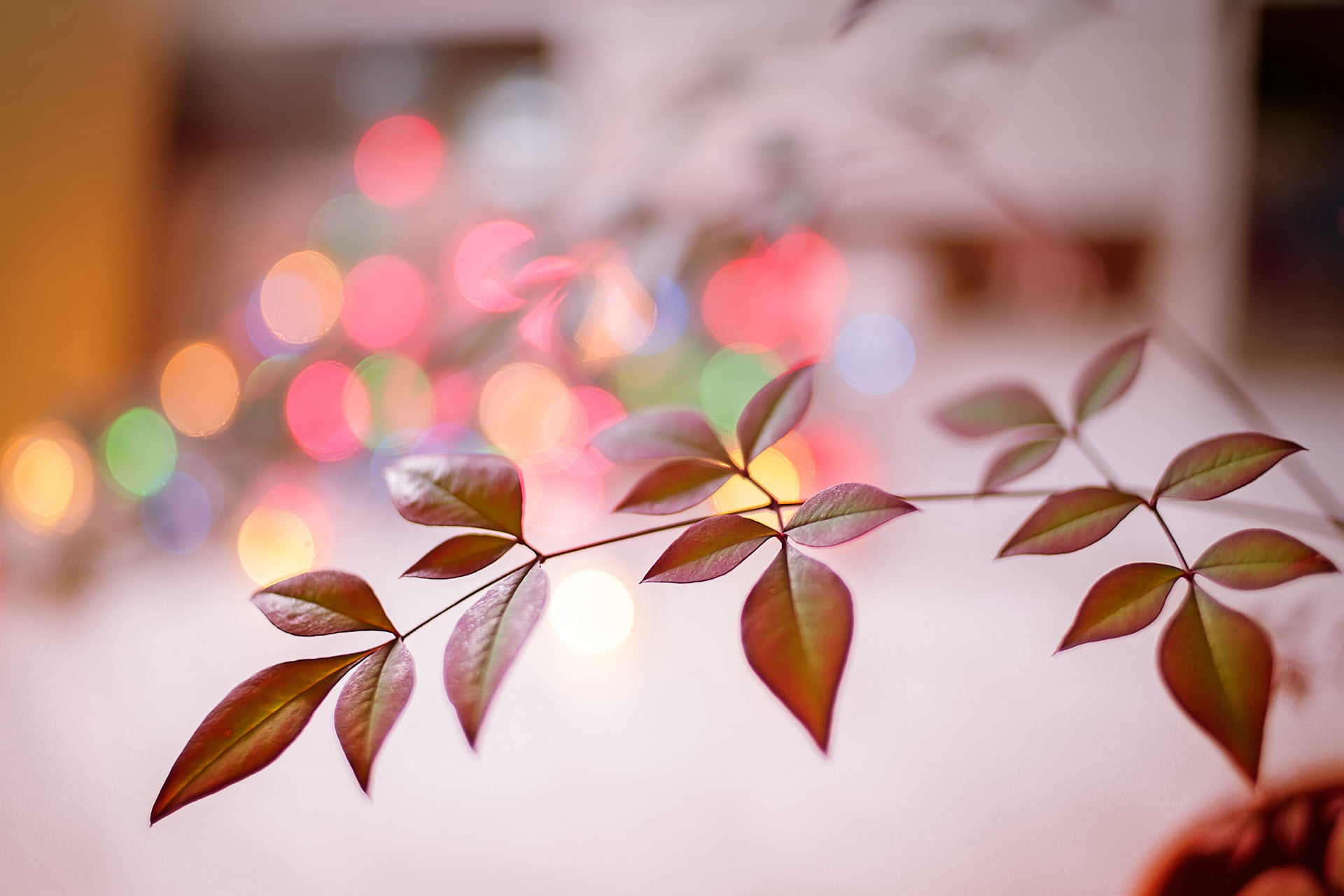 bokeh, decoration, backgrounds, defocused, leaf, Project 365, photography, 1080P, red leaf, red, HD Wallpaper