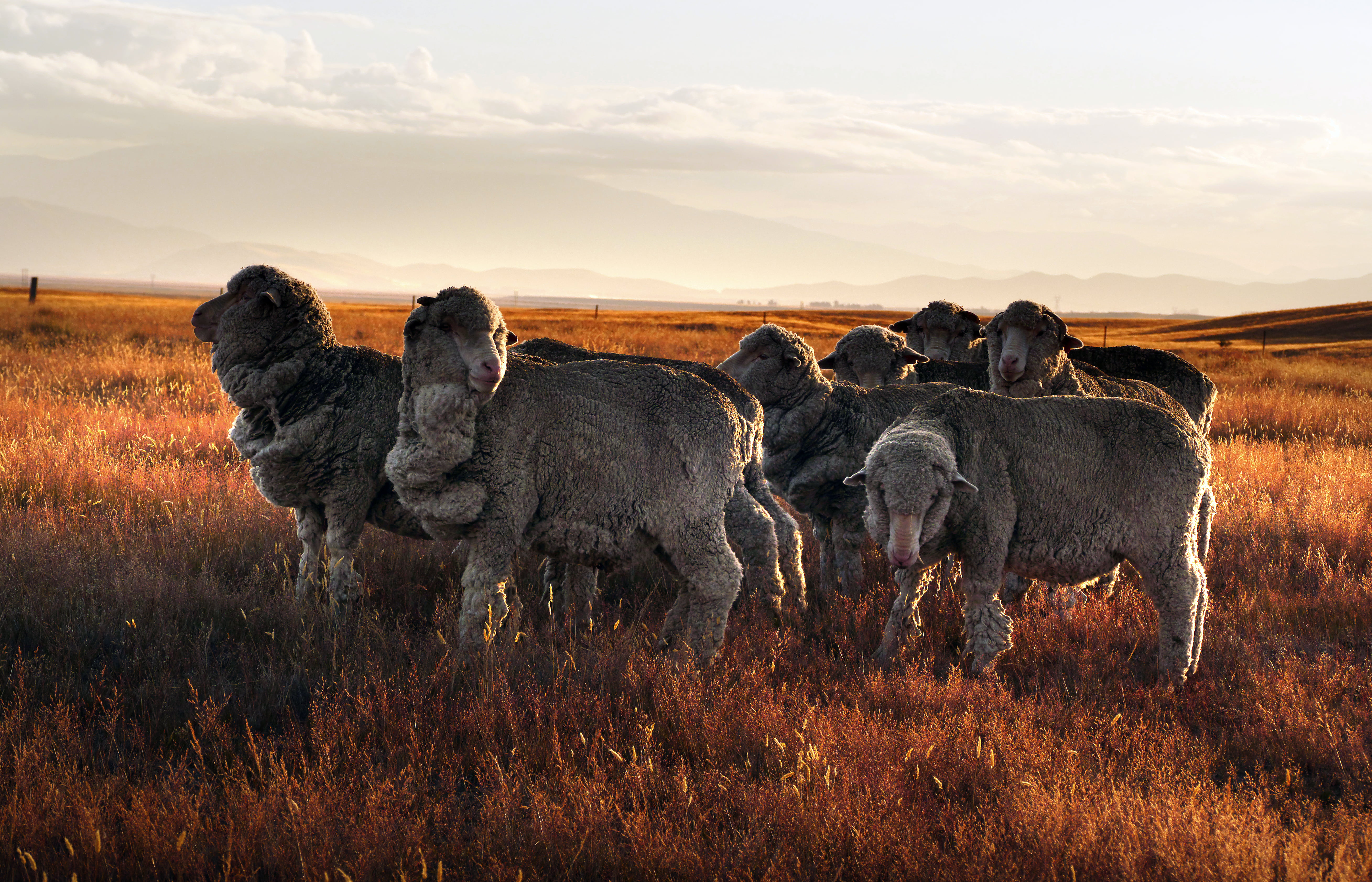 NZ, 5K, taking, animals, picture, Merino sheep, evening, photos, daytime, Lumix FZ1000, rural, wool, herd, HD Wallpaper