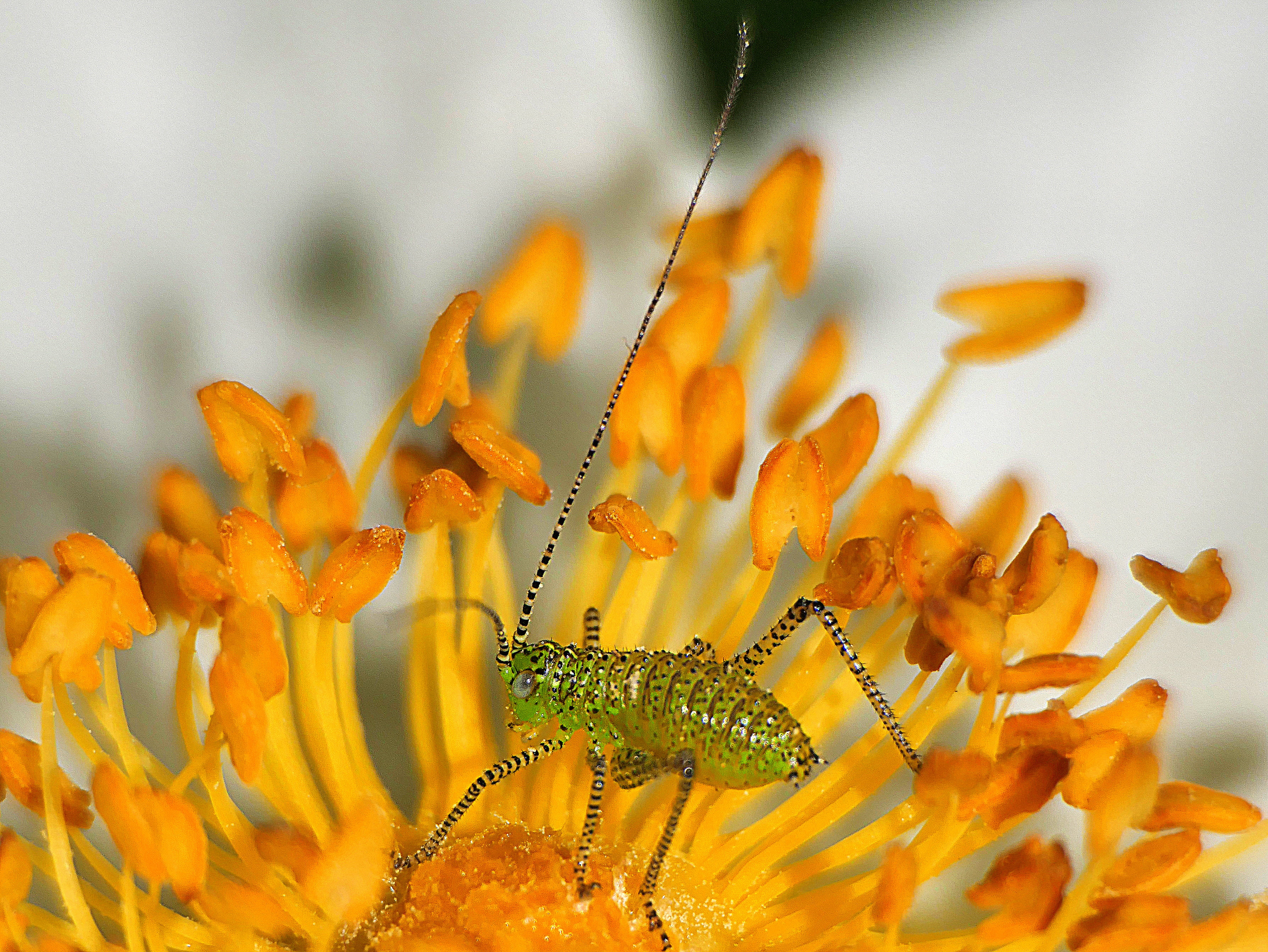 closeup photography, close-up, a Rose, 500D, Berlin, closeup, Vario, Locust, green, Elmarit, animal, Achromat, photography, 2K, nature, Leica, Panasonic  Lumix FZ1000, HD Wallpaper