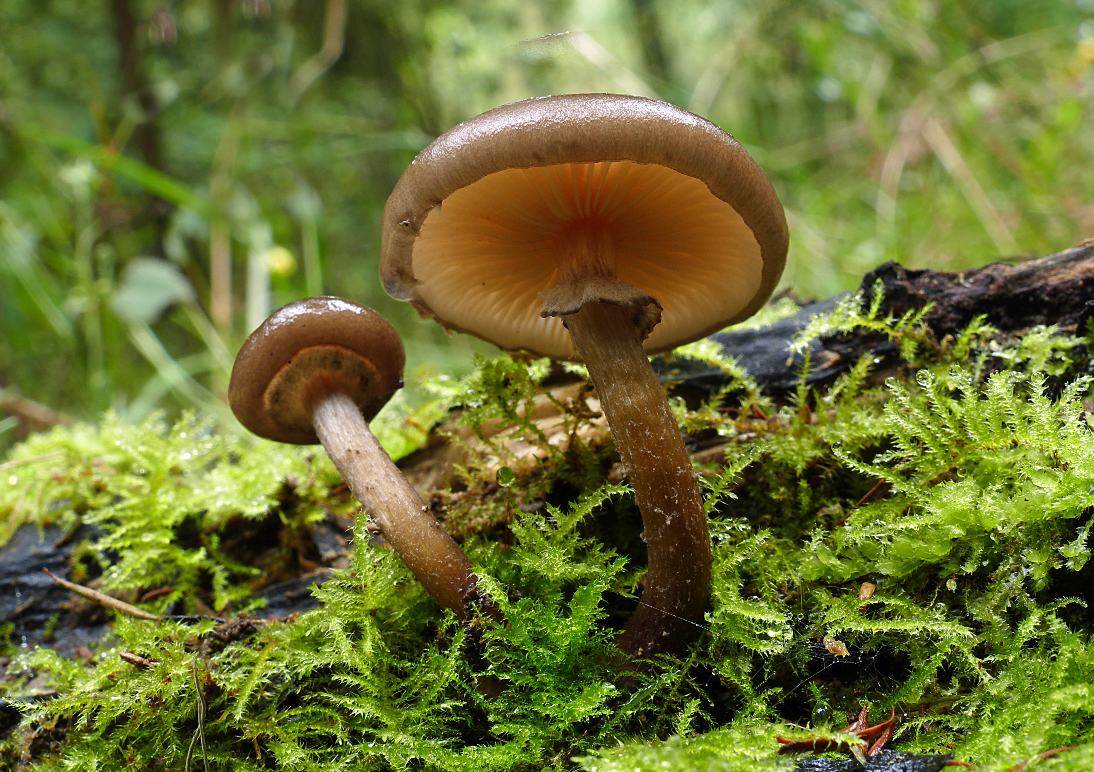 Armilla, green grass, Armillaria, freshness, edible Mushroom, grass, beside, autumn, green, mushroom, forest, close-up, plant, 2K, brown, nature, fungus, HD Wallpaper