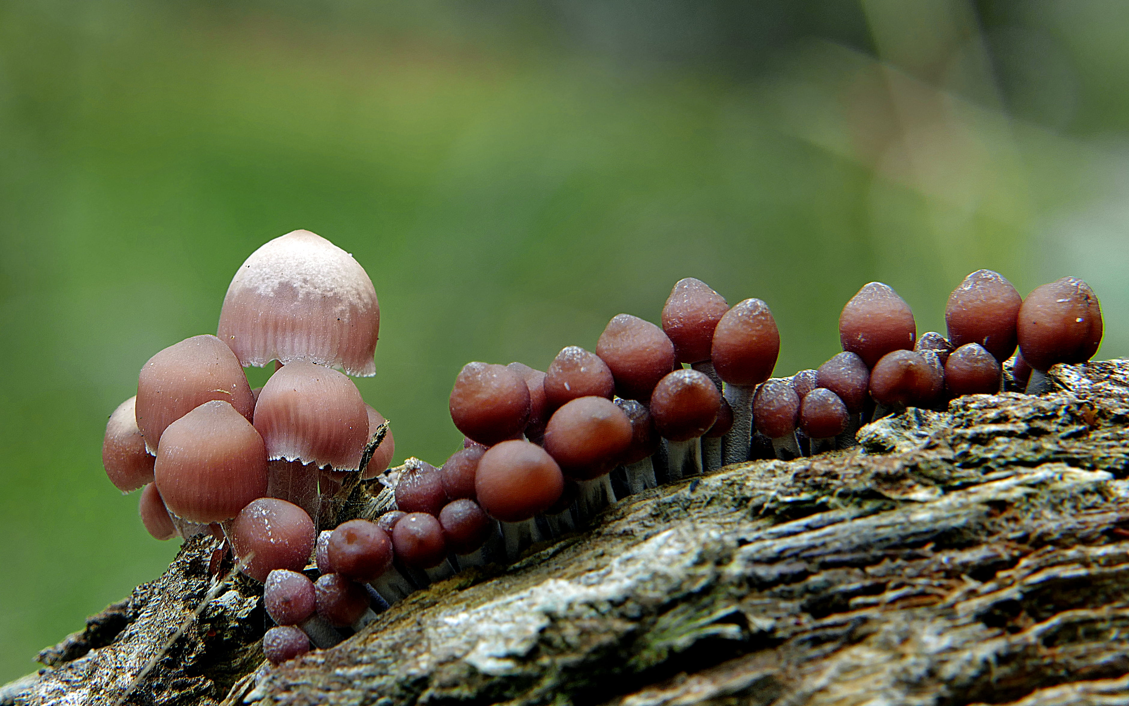 Panasonic, nature, Mycena, D O, selective focus, Lumix FZ1000, focus, photography, vegetable, toadstool, Group, fungie, bokeh, Fungi, close-up, photos, HD Wallpaper