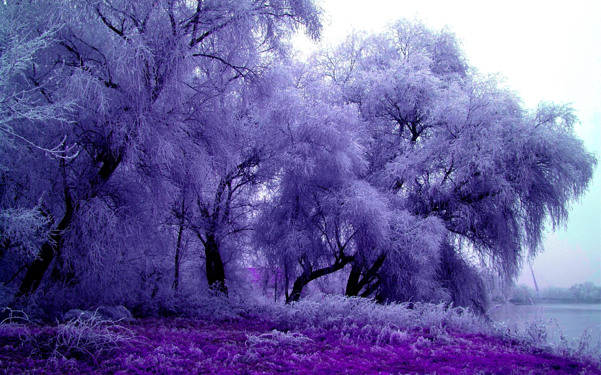 trees, nature and landscapes, splendor, feathery, purple, nature, winter, 1080P, HD Wallpaper