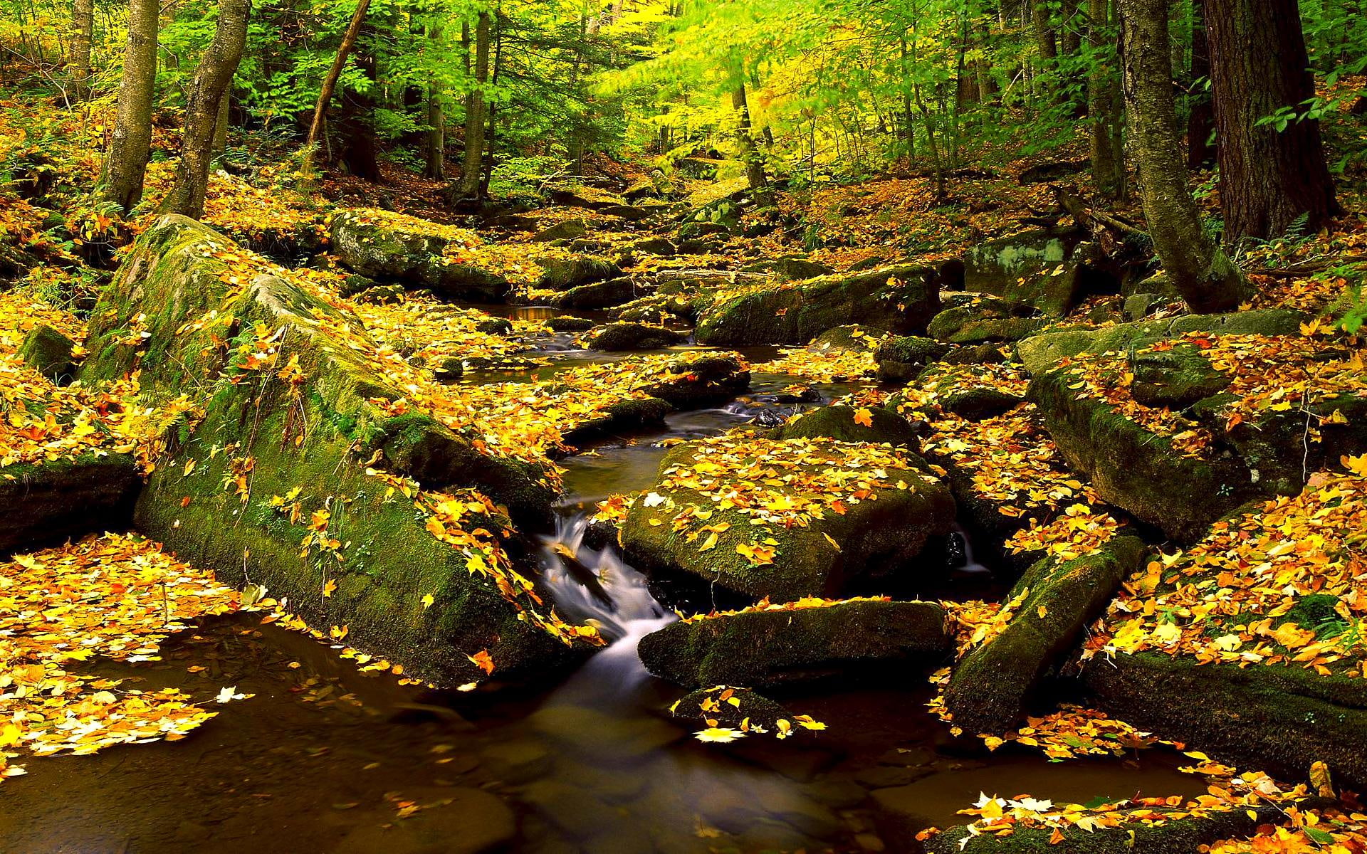 autumn, leaves, splendor, 3d and abstract, nature, river, beautiful, 1080P, water, stones, forest, HD Wallpaper