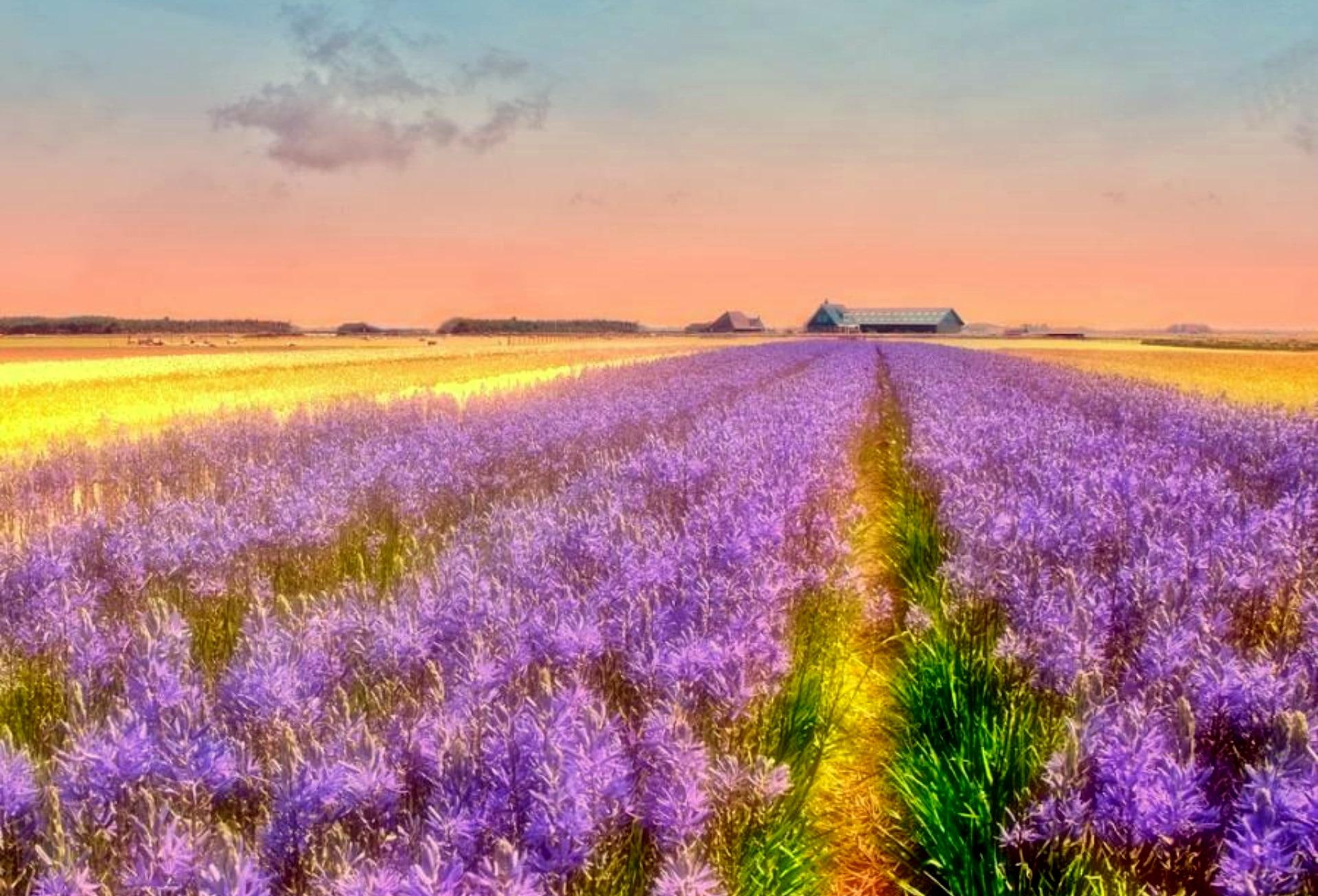 splendor, purple field, pink sky, clouds, 3d and abstract, 1080P, purple, sunset, HD Wallpaper