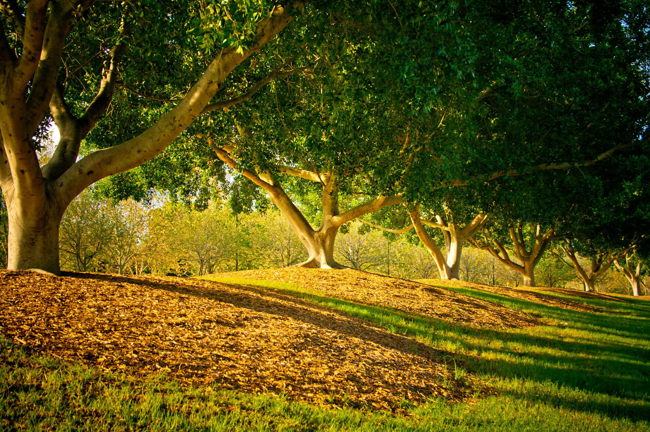 splendor, 2K, field, tree, landscape, grass, 3d and abstract, life, HD Wallpaper