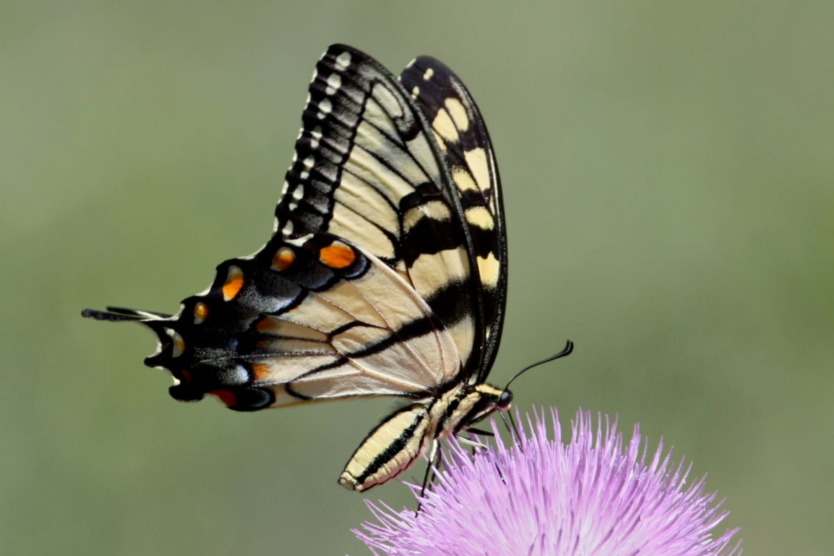 nature, Canon Rebel XSi, USM, eastern, beauty In Nature, cluster, swallowtail, 480P, insect, purple, f4, butterfly - Insect, flower, close-up, Zebra Swallowtail Butterfly, HD Wallpaper