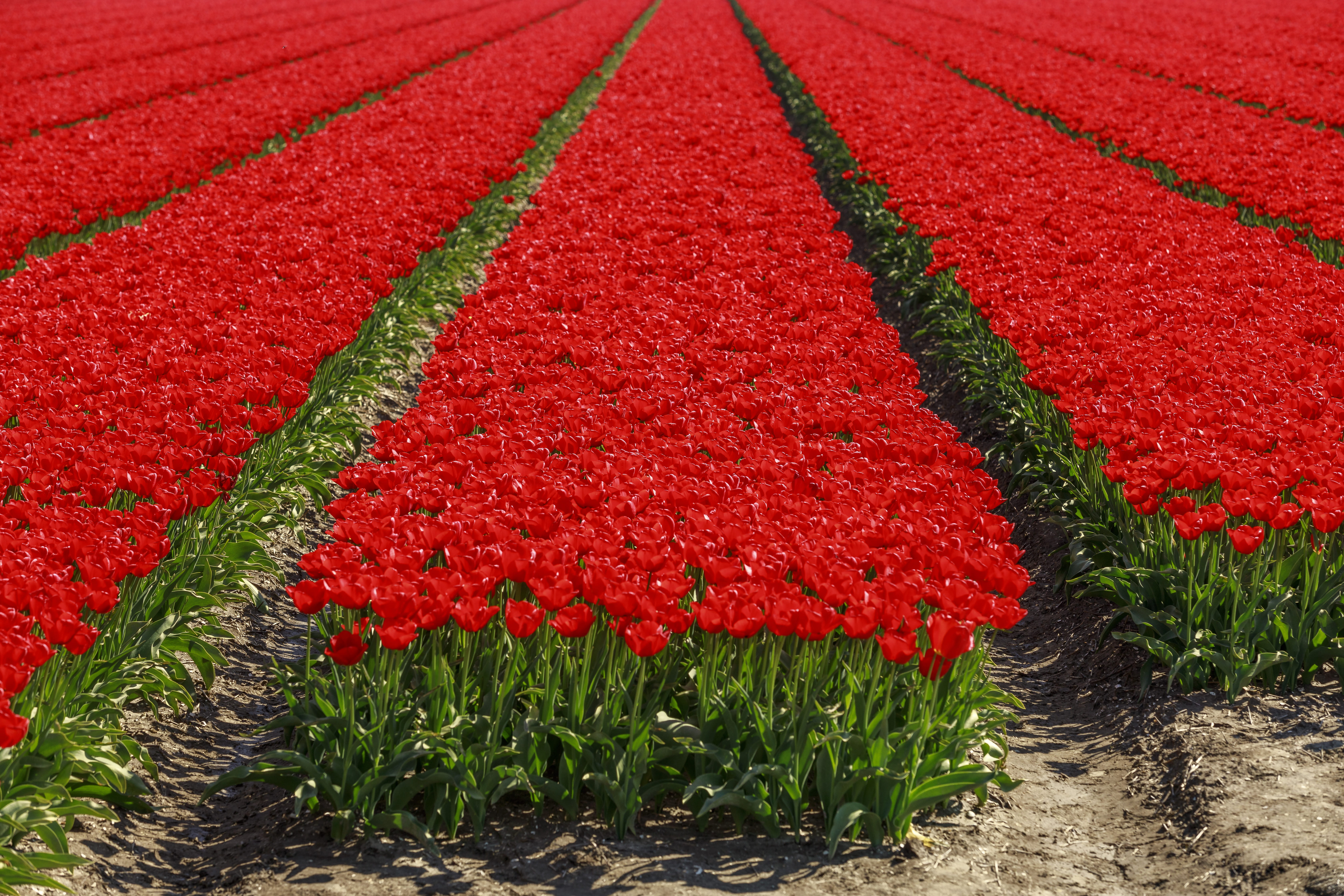 tulips, lelystad, field, flower, farm, day, araceae, bed, freshness, beauty in nature, flowering plant, land, plant, flowerbed, agriculture, tulip, red, HD Wallpaper