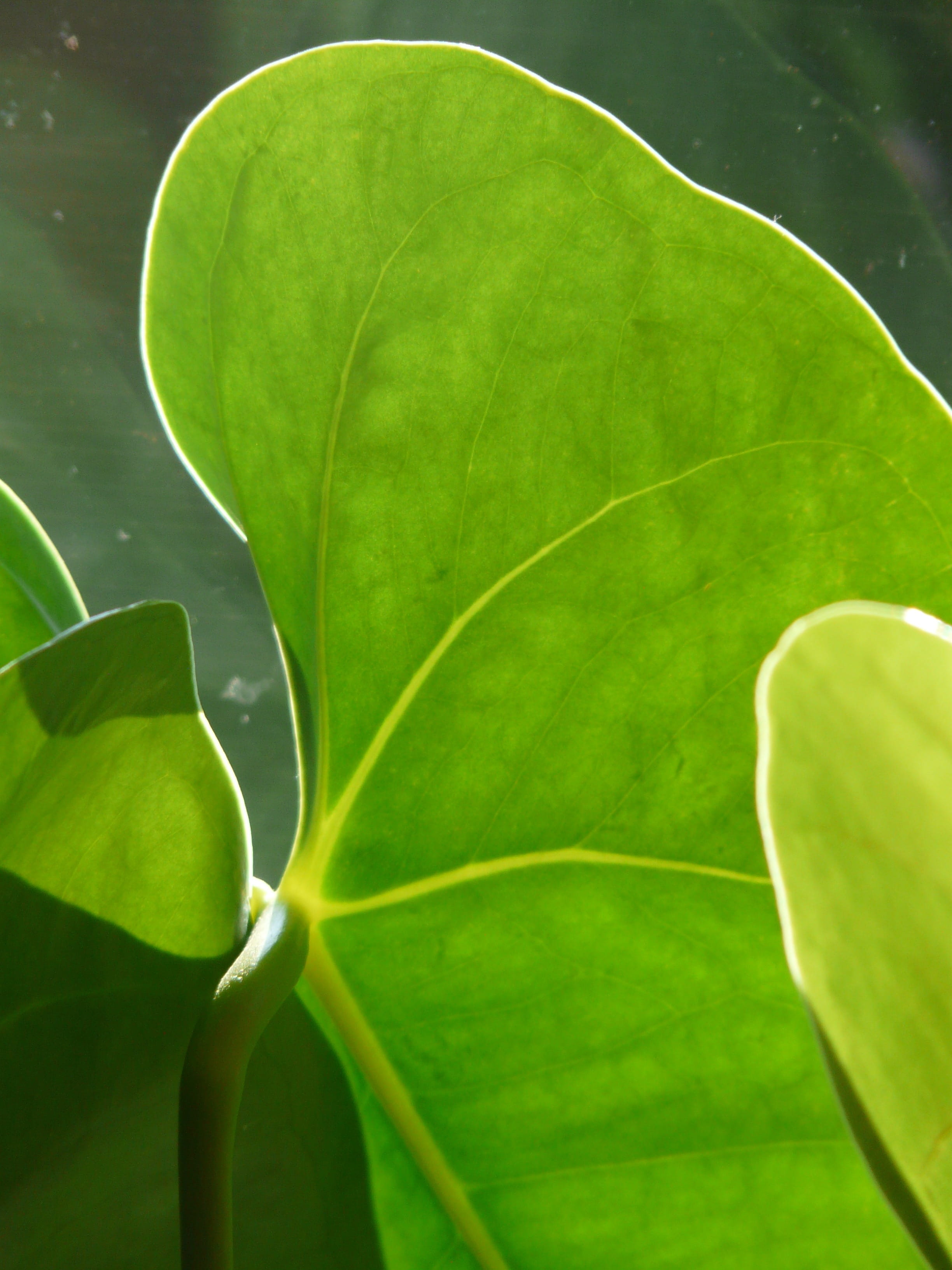 flamingo flower, flower, nature, large flamingoblume, outdoors, leaves, 2K, botany, leaf, no people, anthurium, high angle view, vulnerability, aronstabgewaechs, Phone HD Wallpaper
