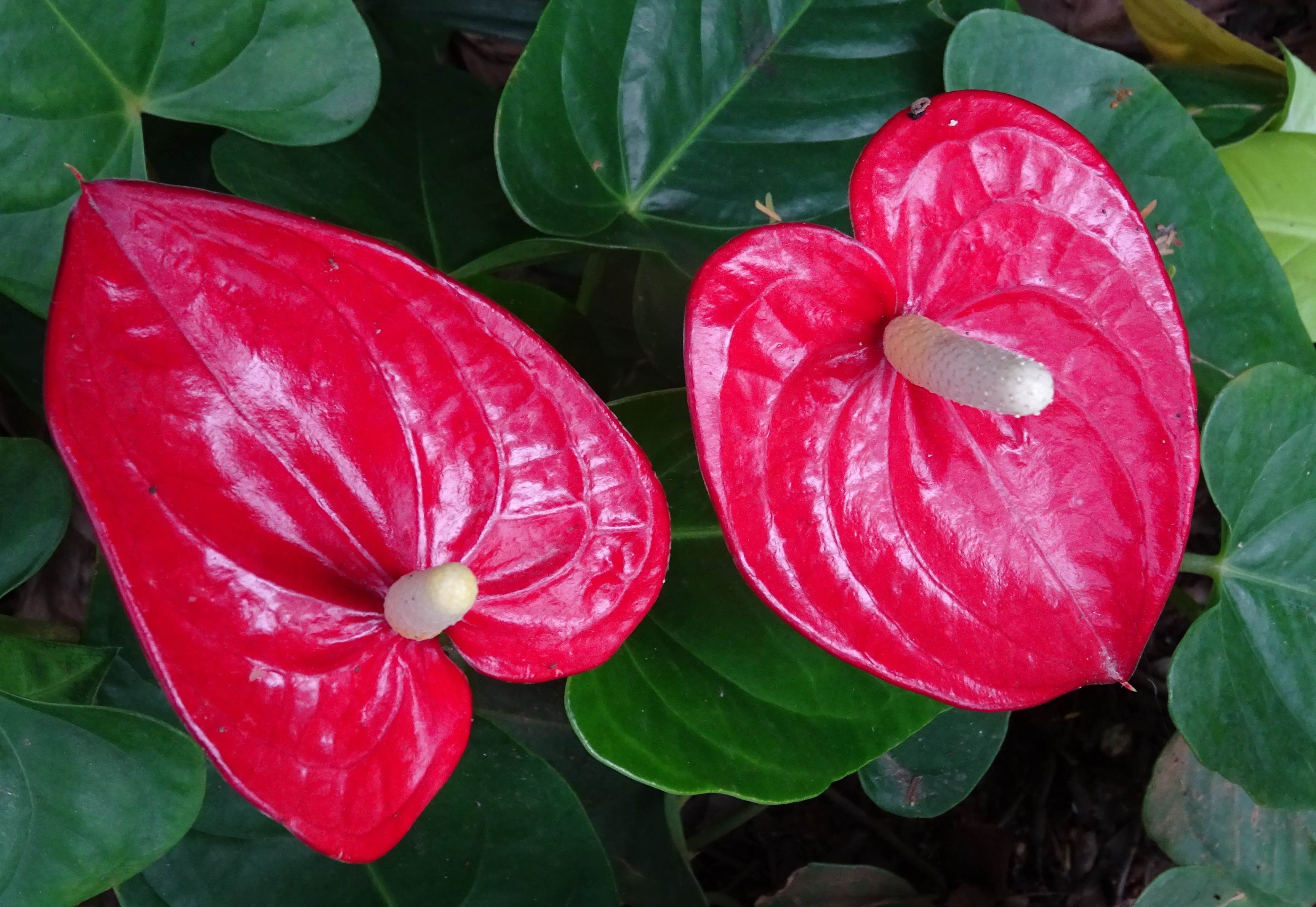 outdoors, red, andraeanum, botany, 2K, flamingo flower, flowering plant, plant part, anthurium, plant, high angle view, nature, flower, raindrop, fragility, HD Wallpaper