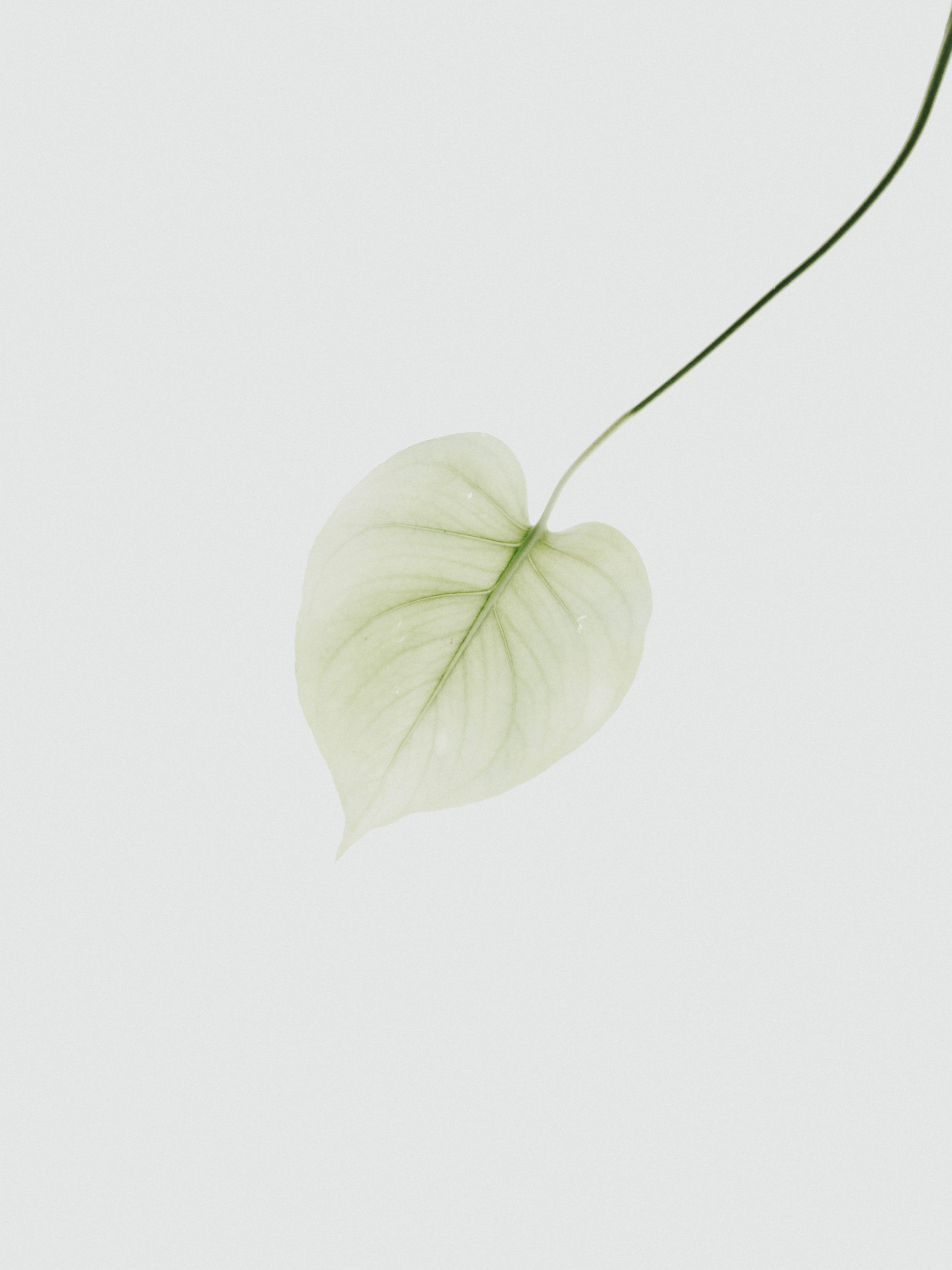 texture, vine, green color, cut out, white, close-up, blossom, produce, peach, vulnerability, fruit, white color, beauty in nature, copy space, plant, 8K, Phone HD Wallpaper