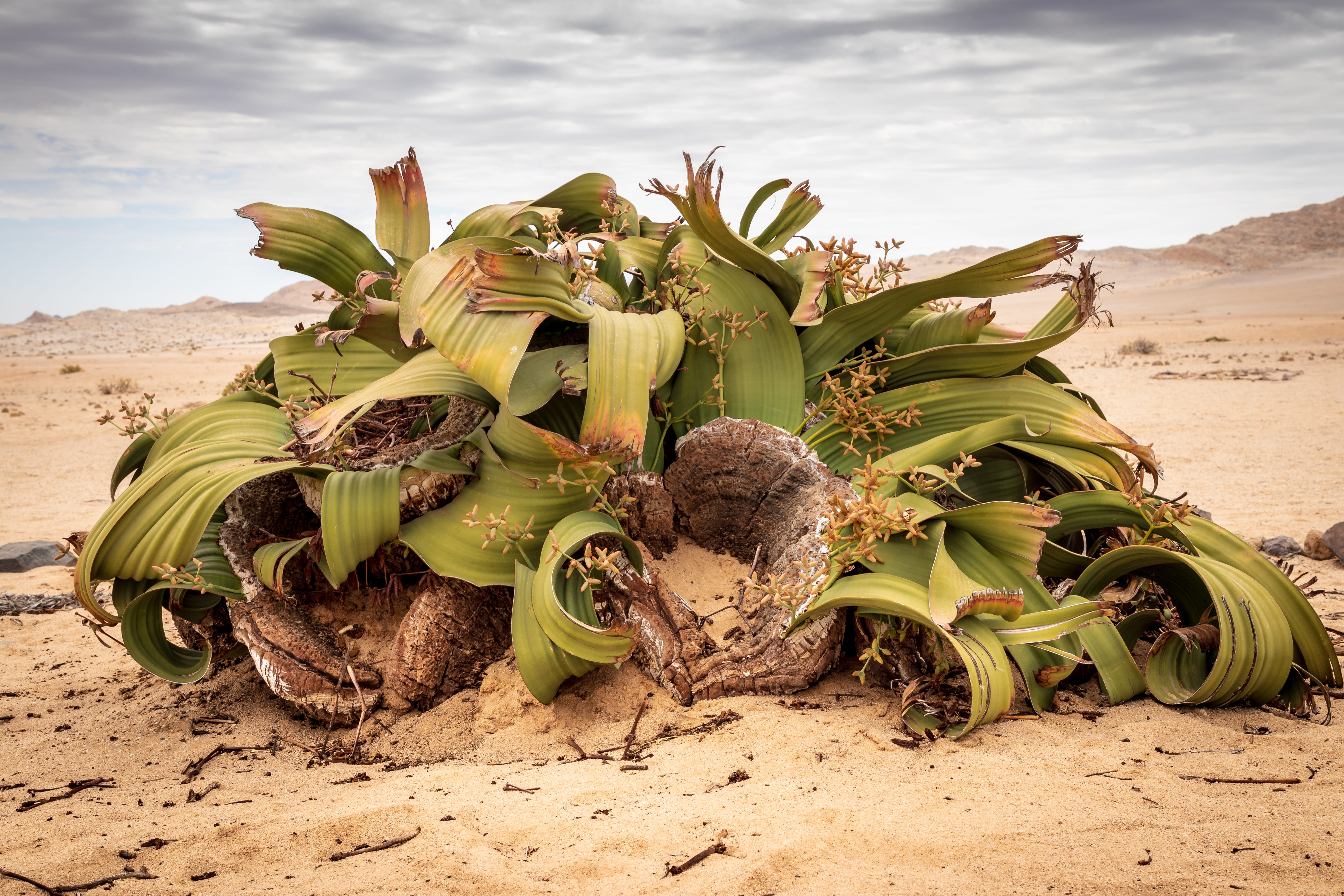 succulent plant, road, banana, yard, blossom, pottery, sand, bunker, green color, cactus, agavaceae, food and drink, day, plant, growth, ground, nature, HD Wallpaper