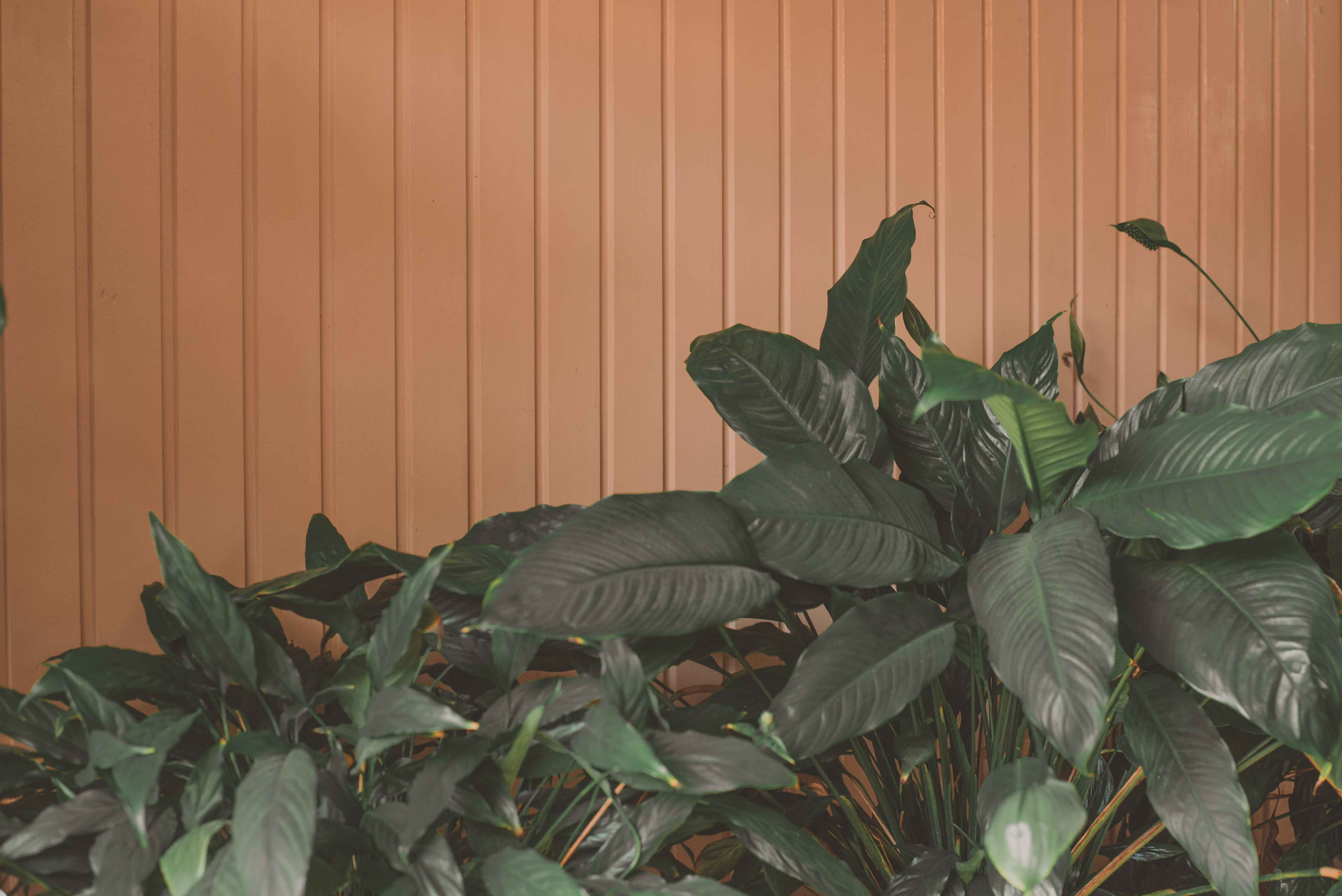 plant part, ardeidae, no people, mammal, leaf, day, animal, wall - building feature, jungle, bird, egret, plant, heron, tobacco, tree, freshness, natural pattern, HD Wallpaper