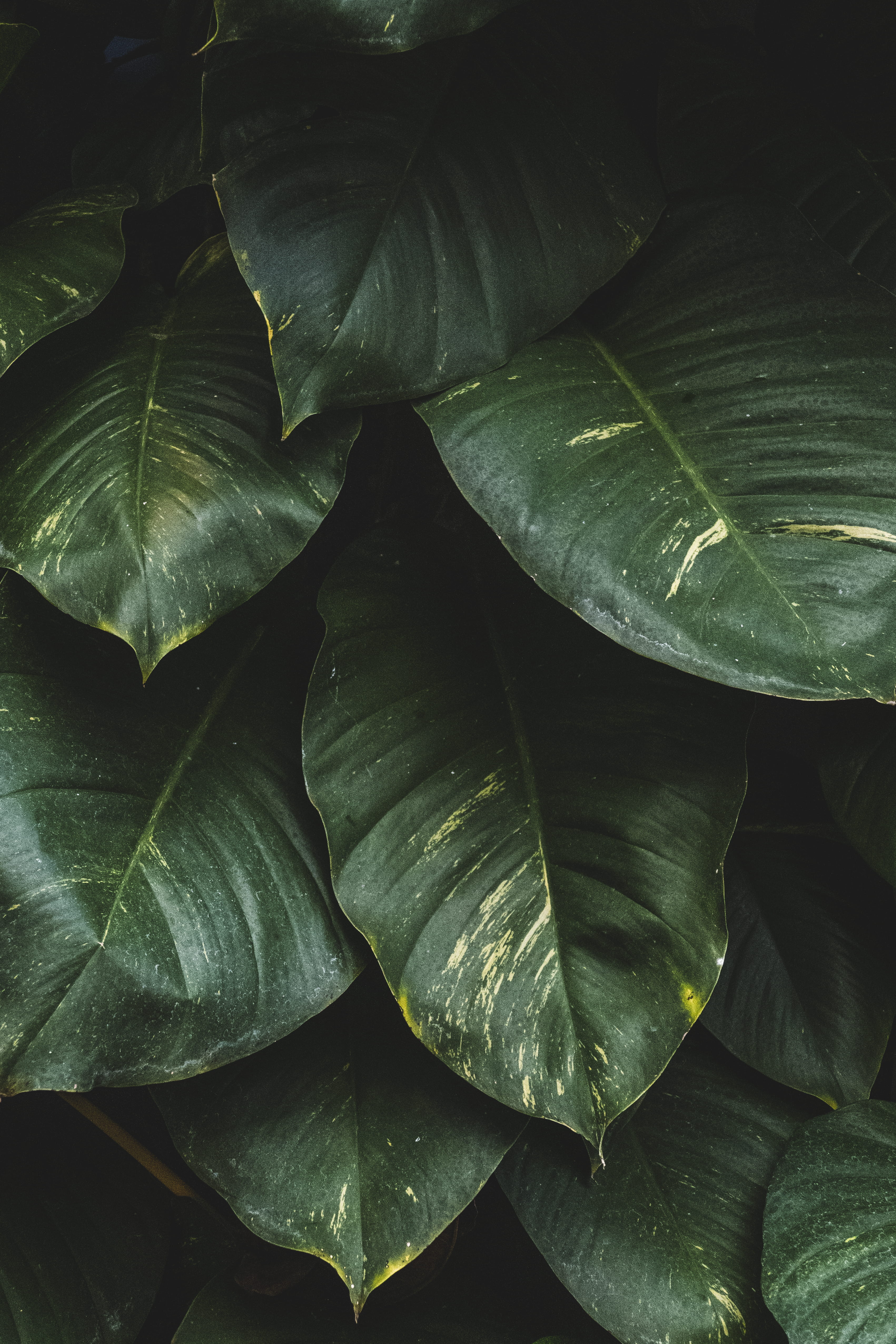 growth, annonaceae, plant part, flower, freshness, blossom, acanthaceae, leaves, high angle view, day, transportation, plants, vehicle, plant, Phone HD Wallpaper