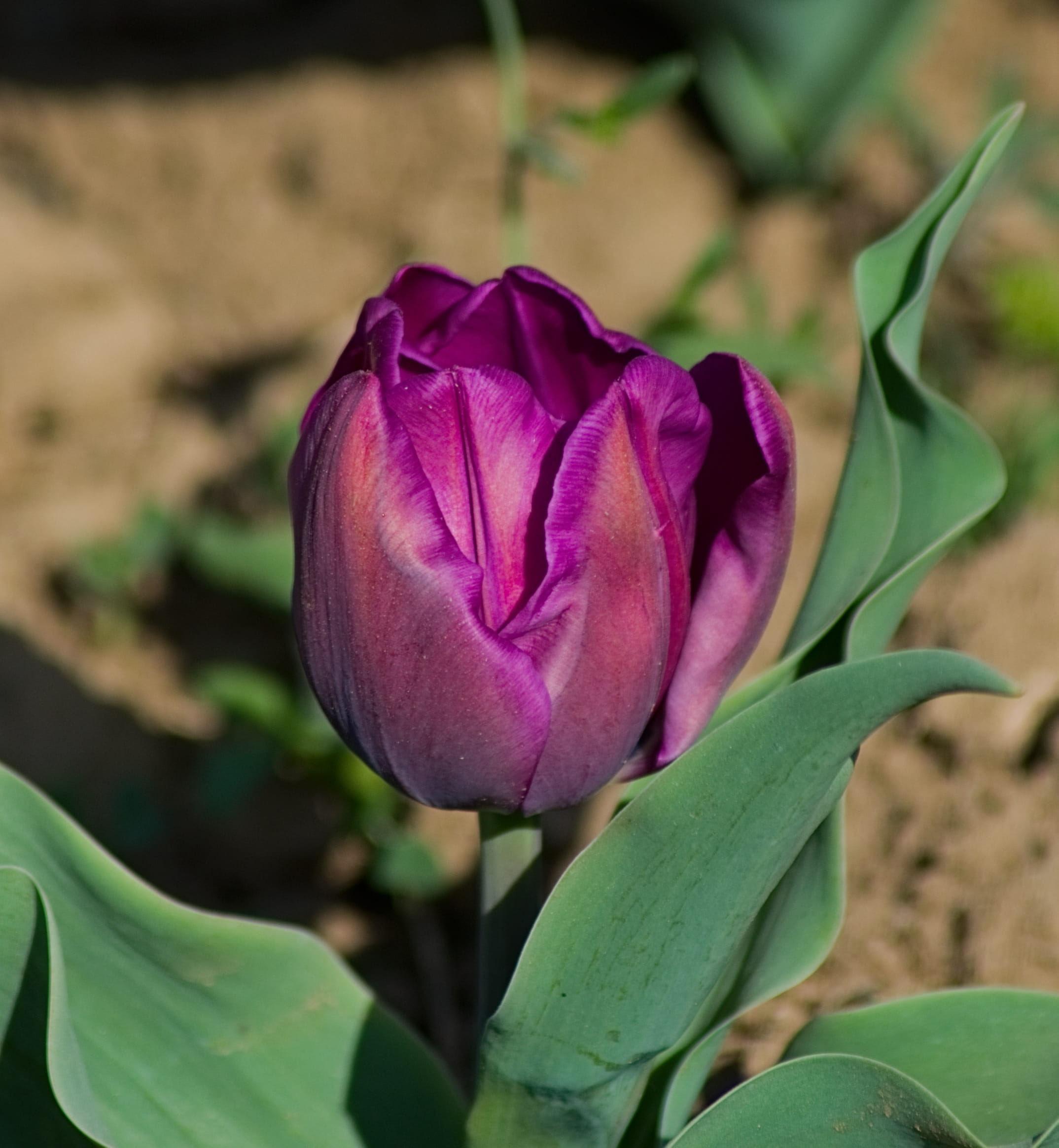 day, no people, pink color, purple, tulip, flowering plant, petal, growth, beauty in nature, close-up, carnation, plant part, kashmir, fragility, 1080P, Phone HD Wallpaper