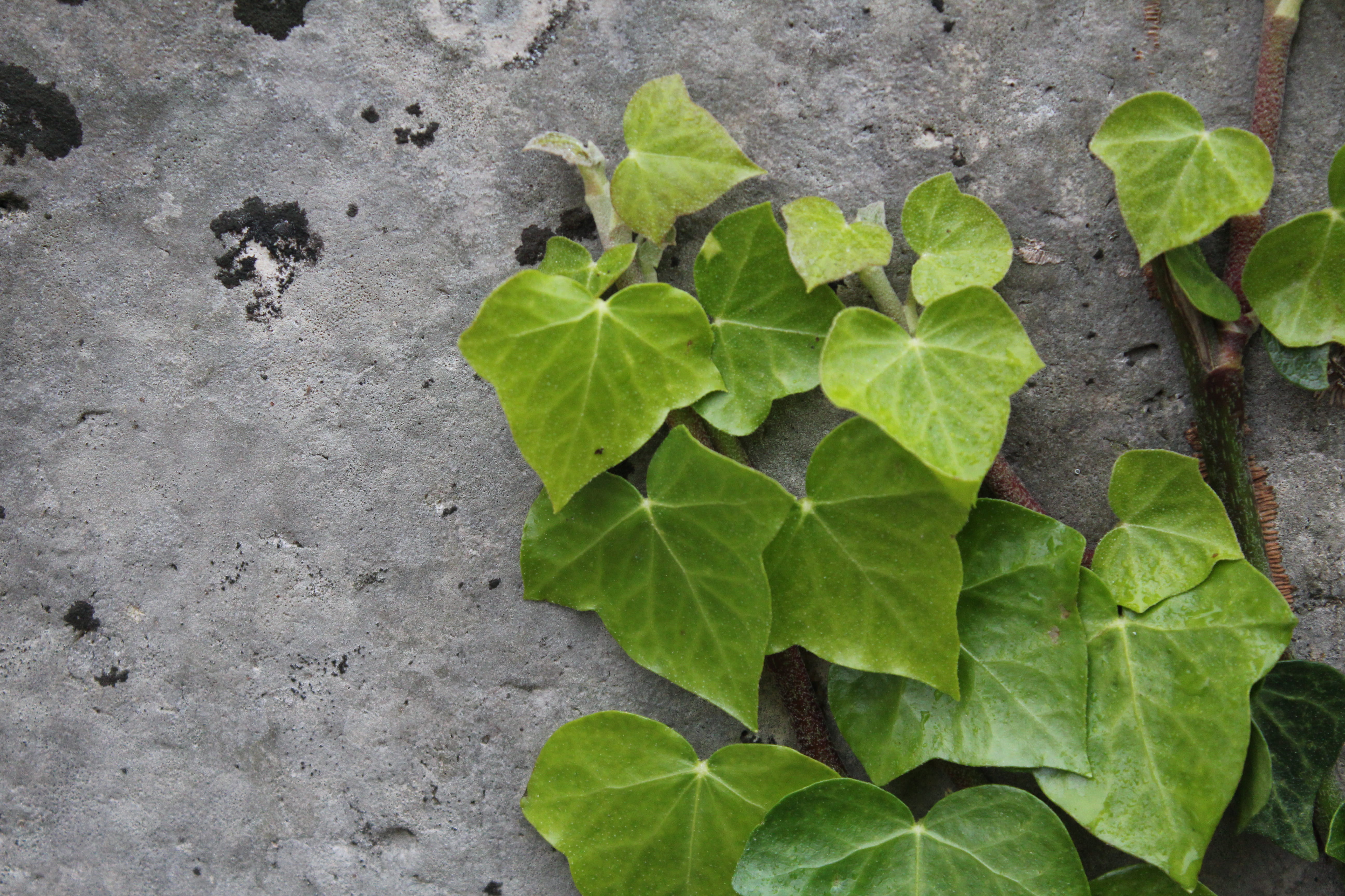 rock, background, ground, leaves, close-up, vine, nature, planter, outdoors, high angle view, green color, growth, jar, plant, green, flower, blossom, herbal, HD Wallpaper