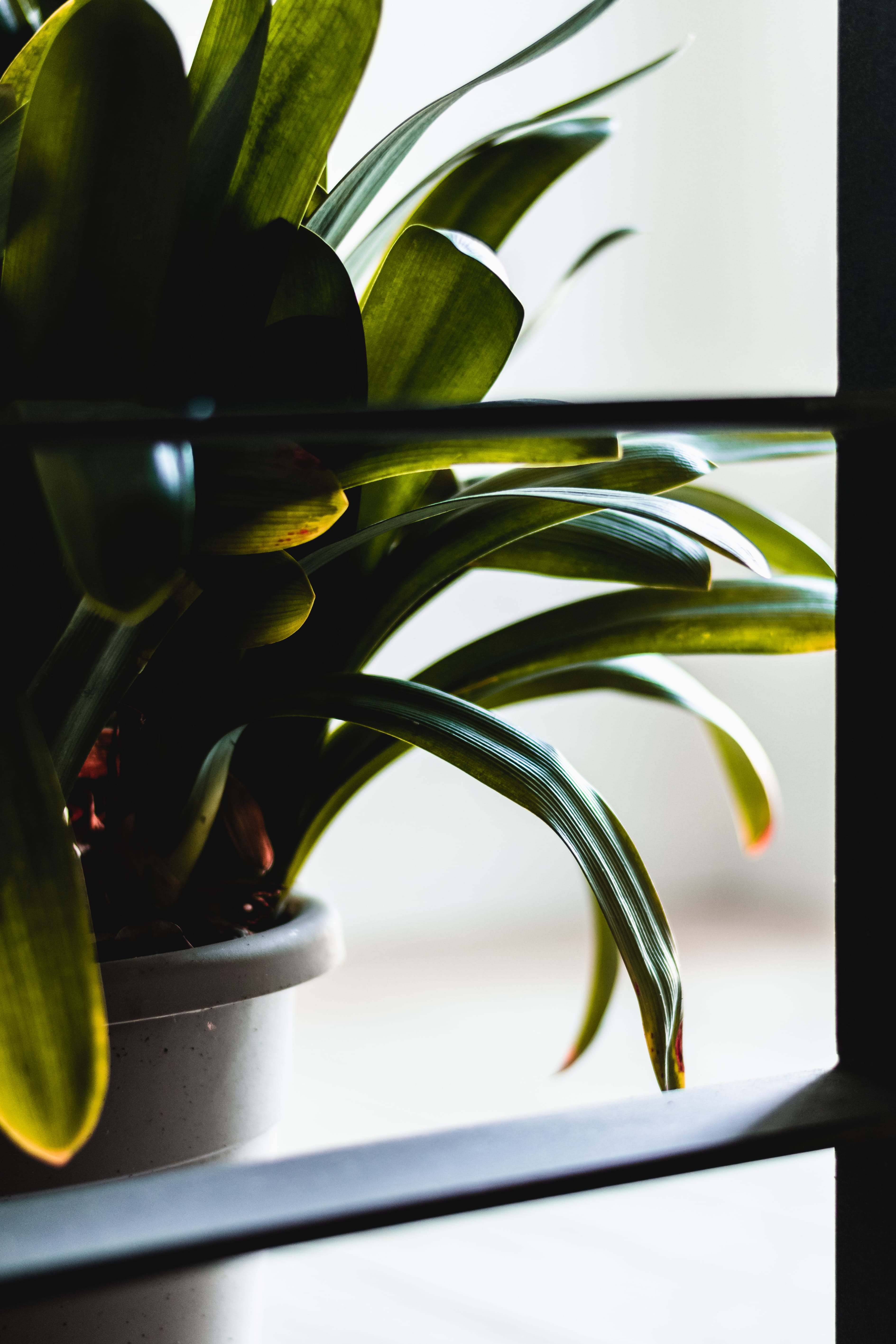 fern, potted plant, palm tree, green, food and drink, nature, pineapple, freshness, handrail, fruit, leafed, home decor, indoors, tabletop, green color, Phone HD Wallpaper