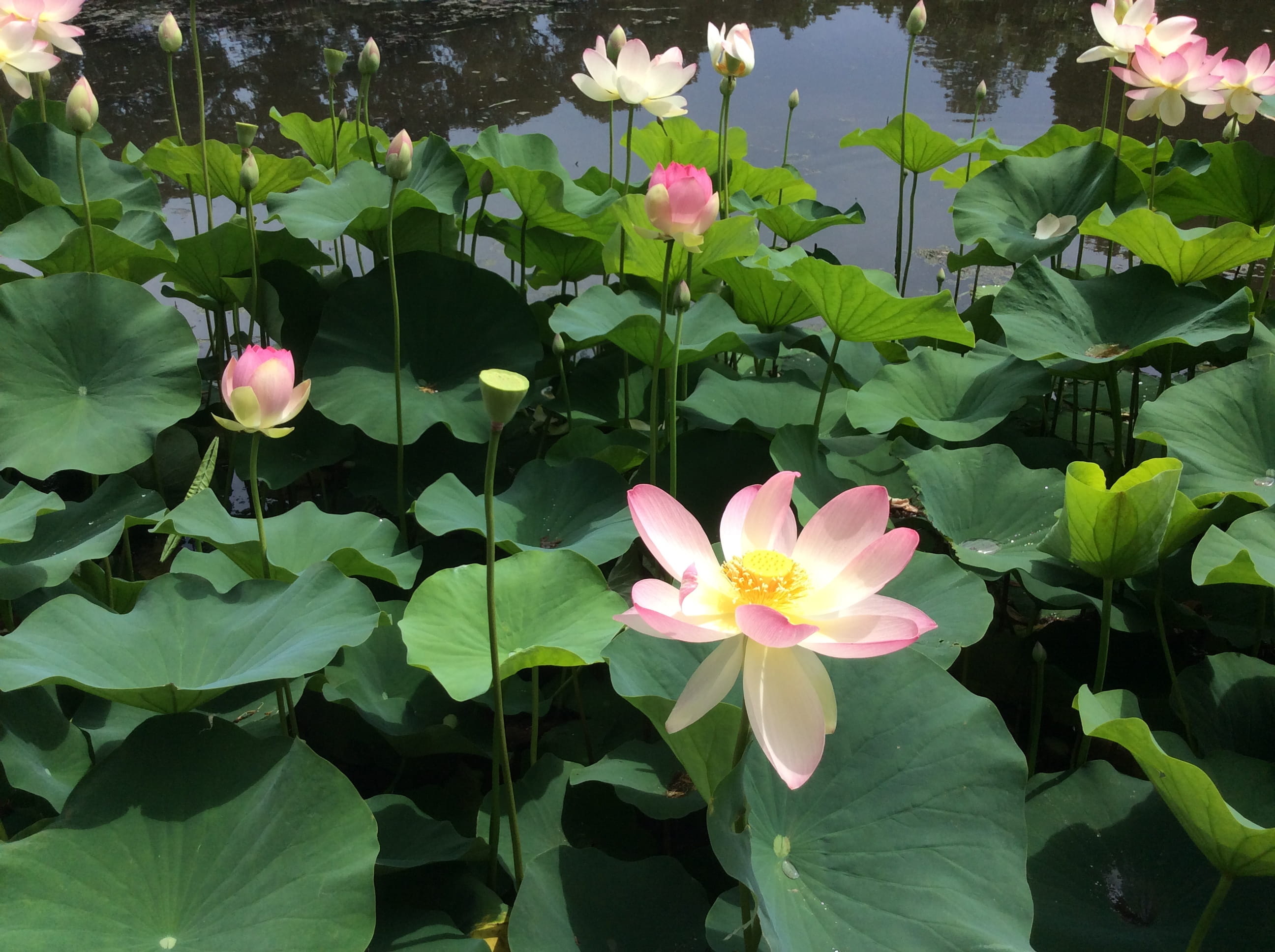 australia, pink color, lotus water lily, flowering plant, floating on water, swan, fragility, close-up, water lily, water, petal, inflorescence, leaf, nature, HD Wallpaper