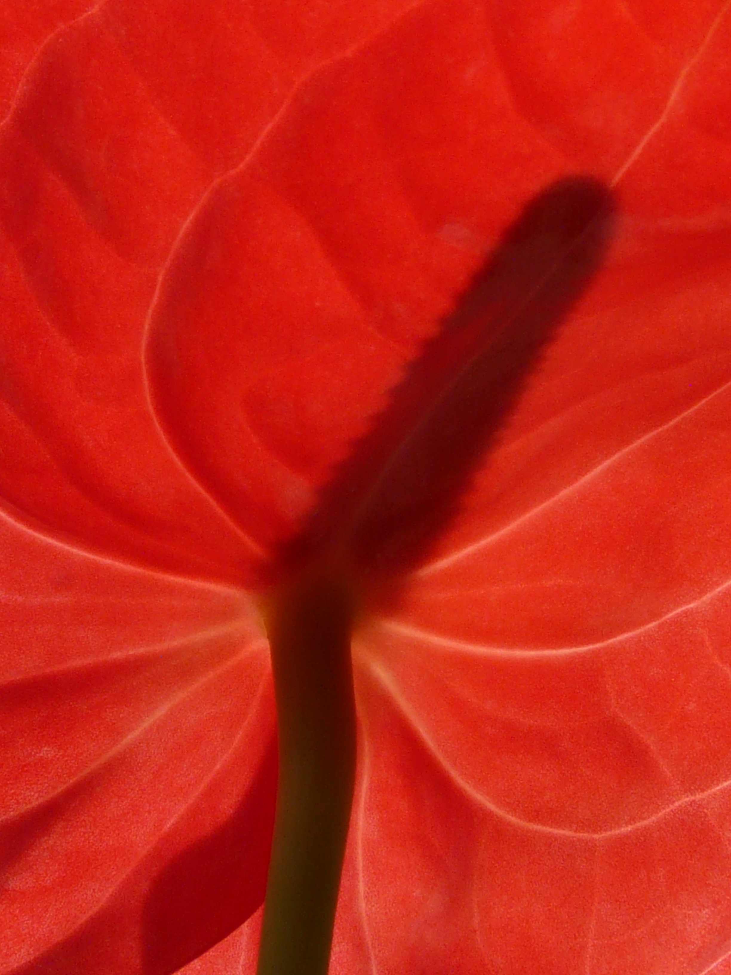 fragility, botany, day, anthurium andraeanum, plant, outdoors, large flamingoblume, flower head, growth, 2K, beauty in nature, macro, inflorescence, backgrounds, Phone HD Wallpaper