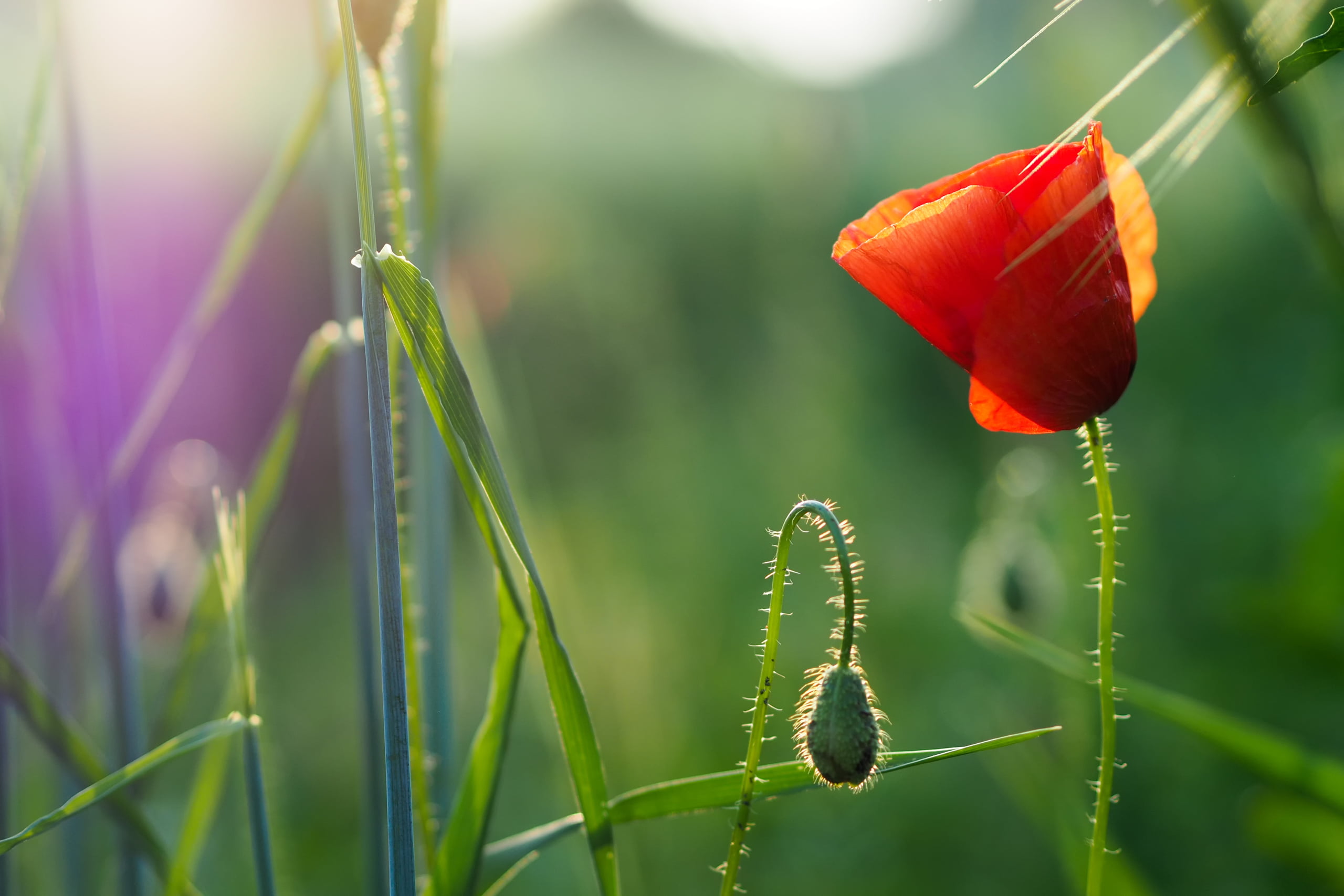 summer, flower, shallow, poppy, shallow focus, leaf, tulip, 2K, beauty In Nature, focus, light  red, red  green, green Color, olympus  om-d  E-M10, plant, HD Wallpaper