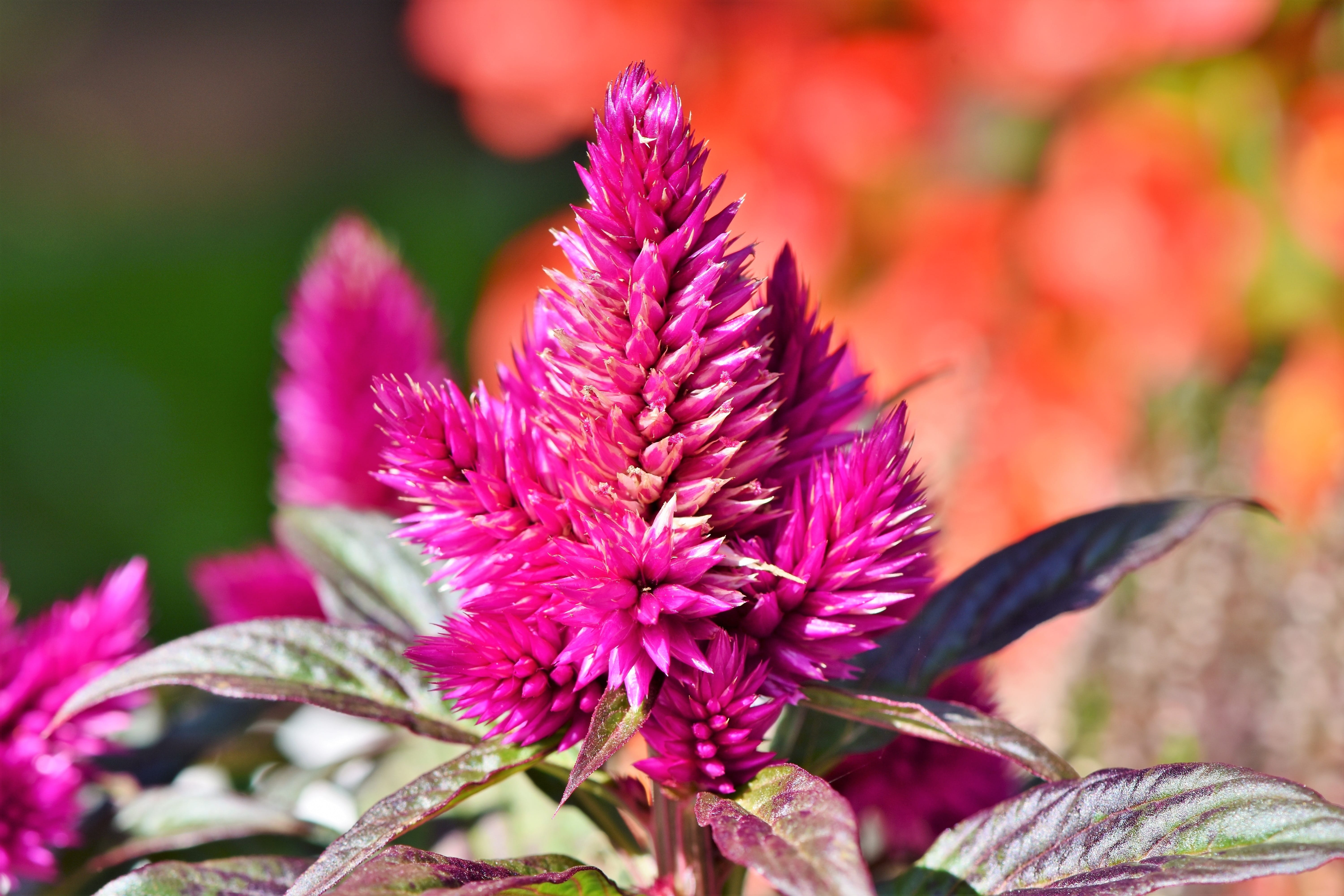 plant part, close-up, vulnerability, purple, bloom, inflorescence, flowering plant, nature, petal, ornamental flower, fragility, no people, plant, 5K, HD Wallpaper