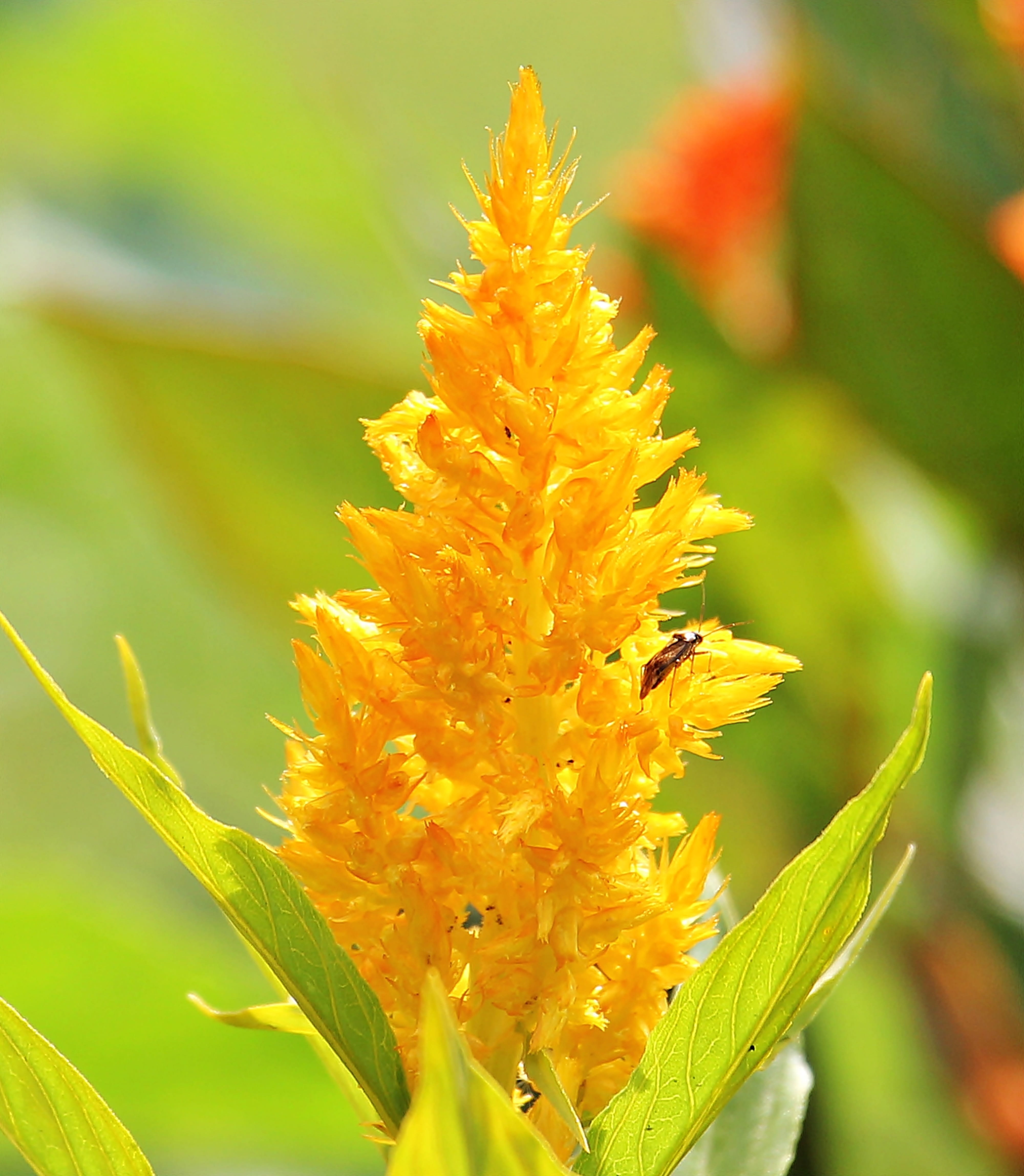 garden, flower, freshness, amaranthaceae, pollen, tausendschön, flora, yellow, inflorescence, flowering plant, growth, cockscomb, bloom, petal, flower head, Phone HD Wallpaper