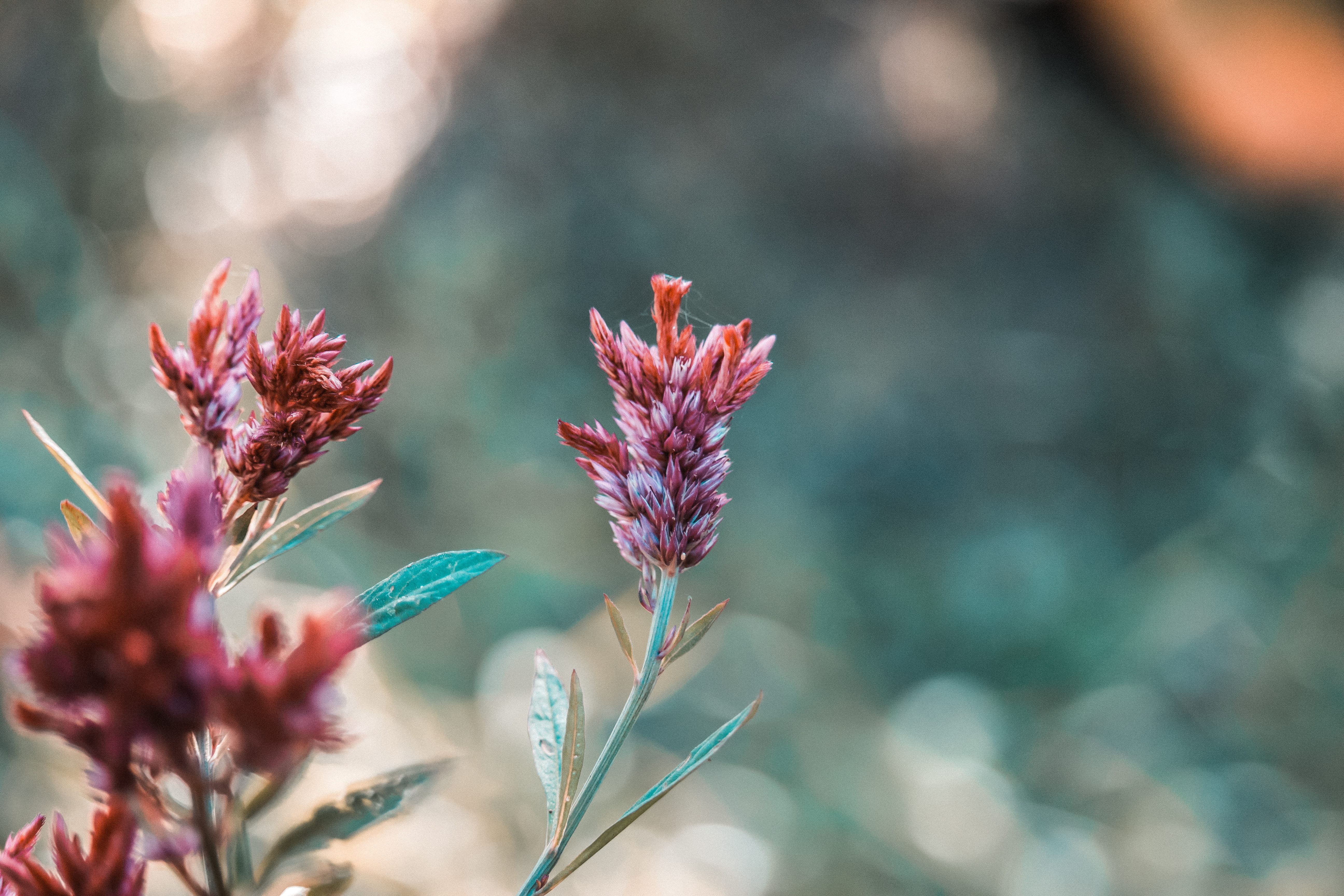 color, nature, vulnerability, pink flower, thailand, flower, close-up, argentea, springtime, day, inflorescence, beautiful, freshness, plant, flower head, HD Wallpaper