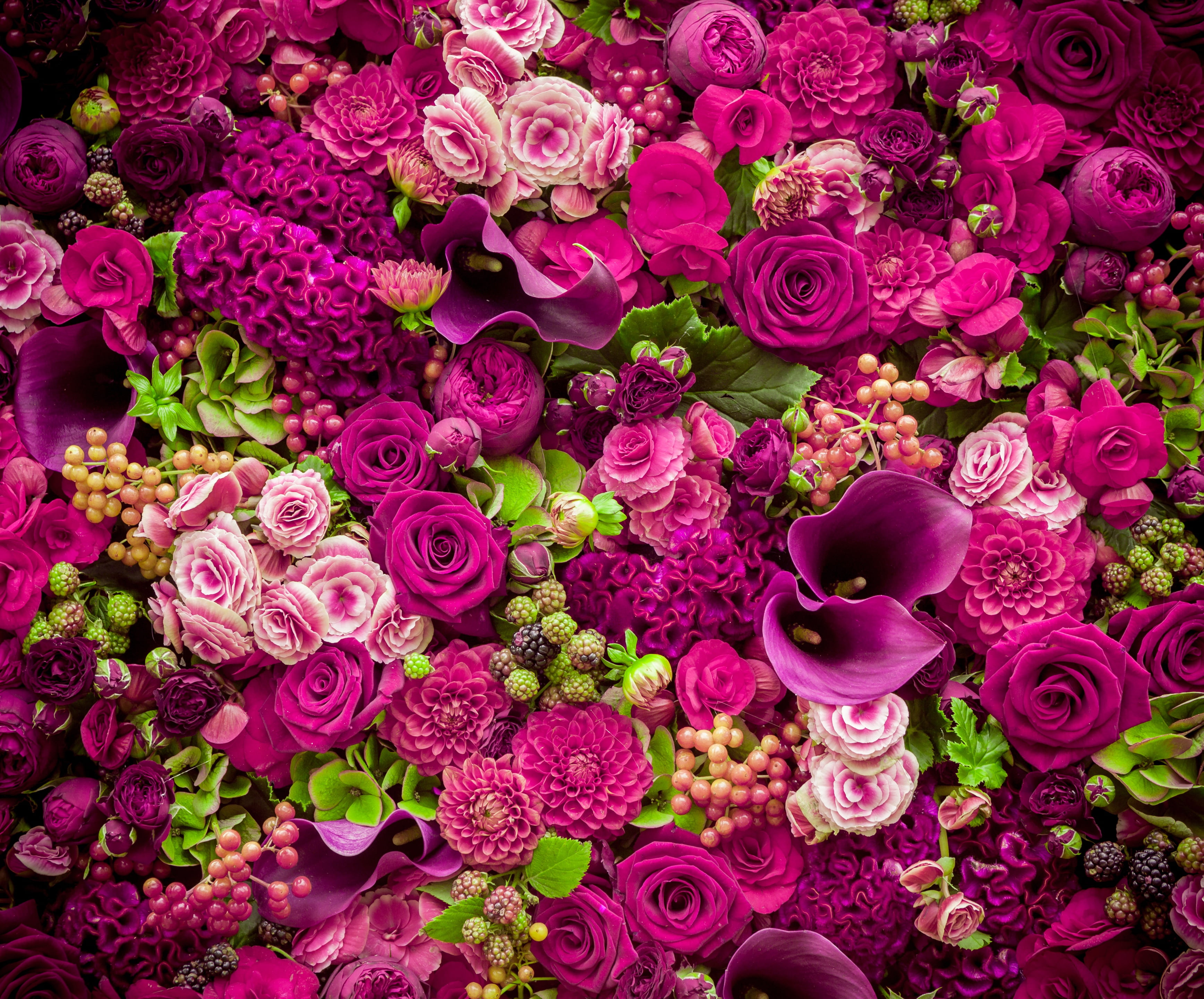 dahlia, close-up, pink color, lilies, flower head, rose - flower, bunch of flowers, cockscomb, buds, crested, calla, petal, variation, flower, abundance, HD Wallpaper