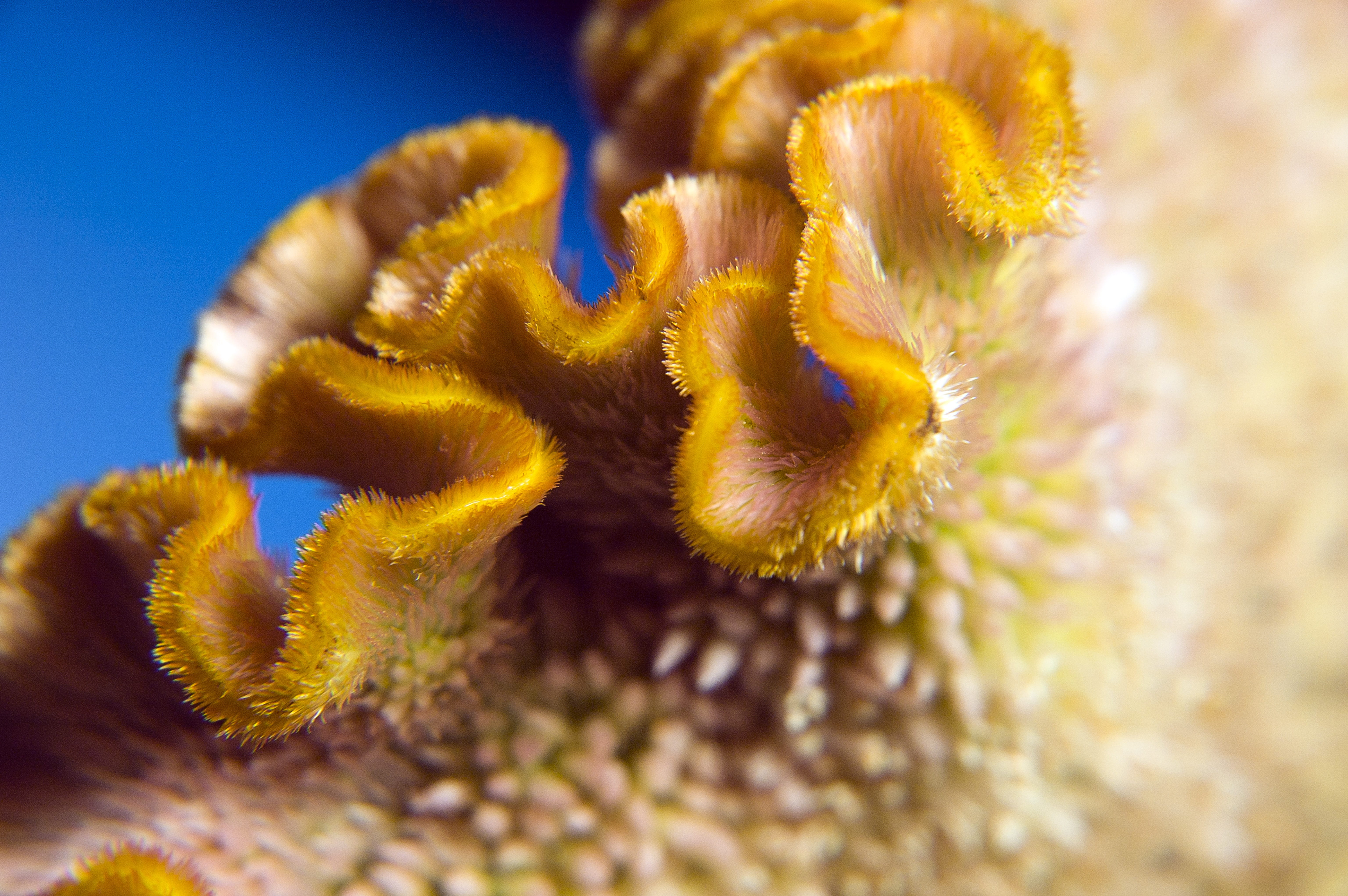 color, cockscomb, exotic, marine, underwater diving, closeup, tropical climate, flora, beauty in nature, reef, sea life, one animal, animal, animals in the wild, HD Wallpaper