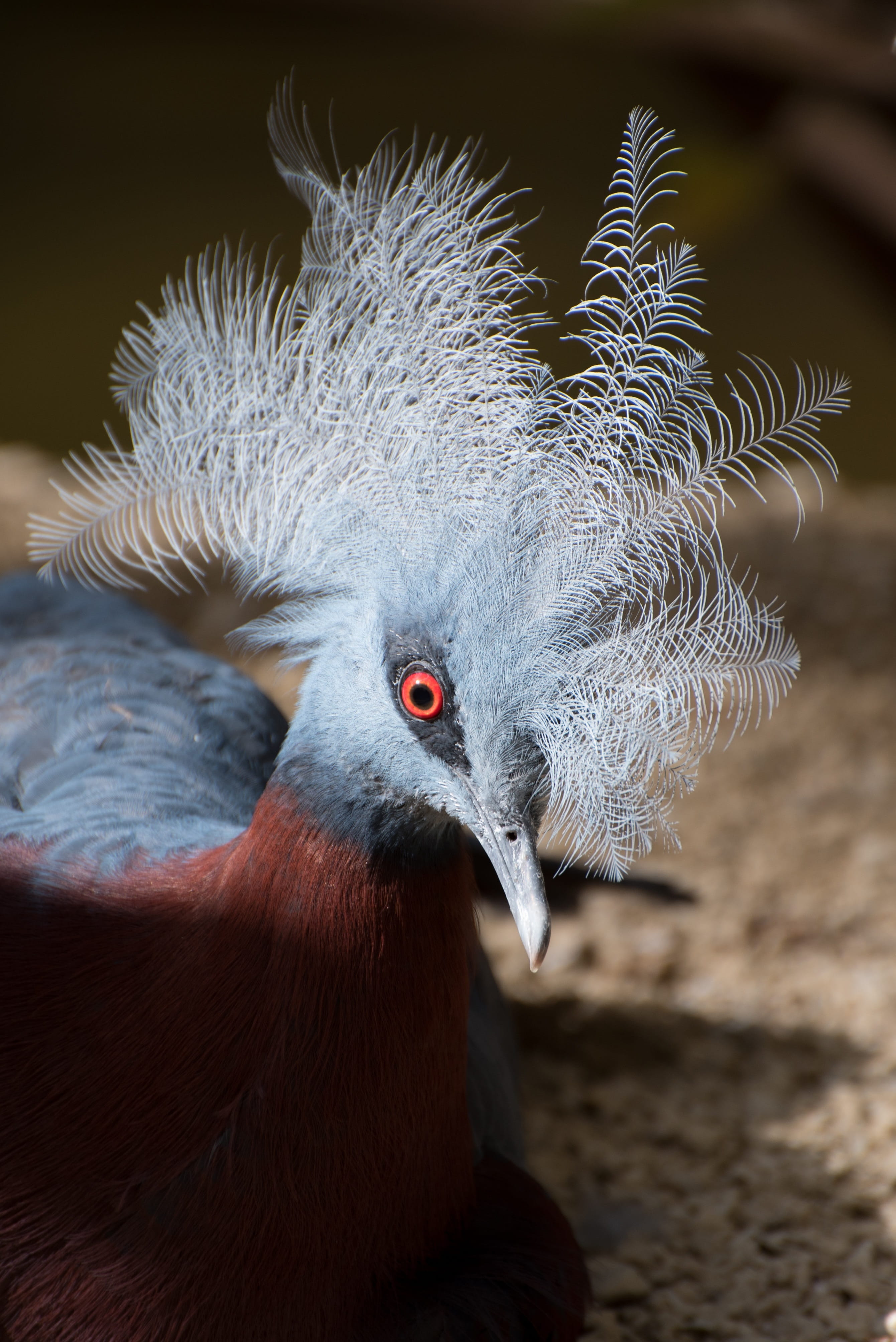 4K, animals in the wild, animals crest, sunlight, focus on foreground, animal wildlife, blue, animal body part, Cockscomb, no people, animal eye, Nice, Phone HD Wallpaper
