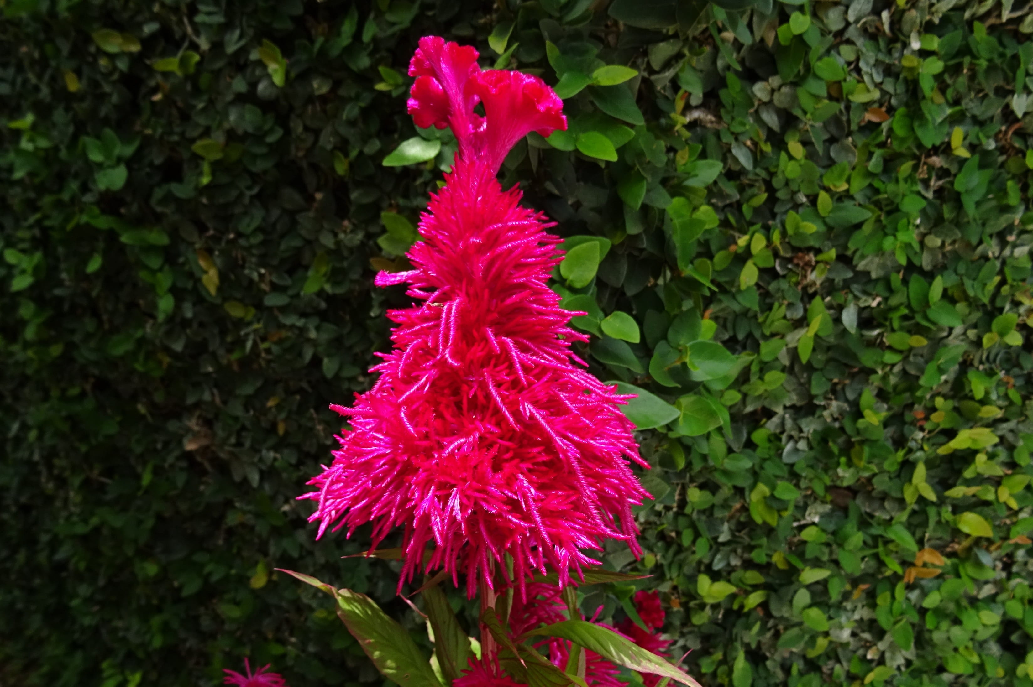 flower head, beauty in nature, ornamental, india, petal, gardening, day, fragility, flowering plant, purple, Flower, blossom, growth, lalmurga, springtime, HD Wallpaper