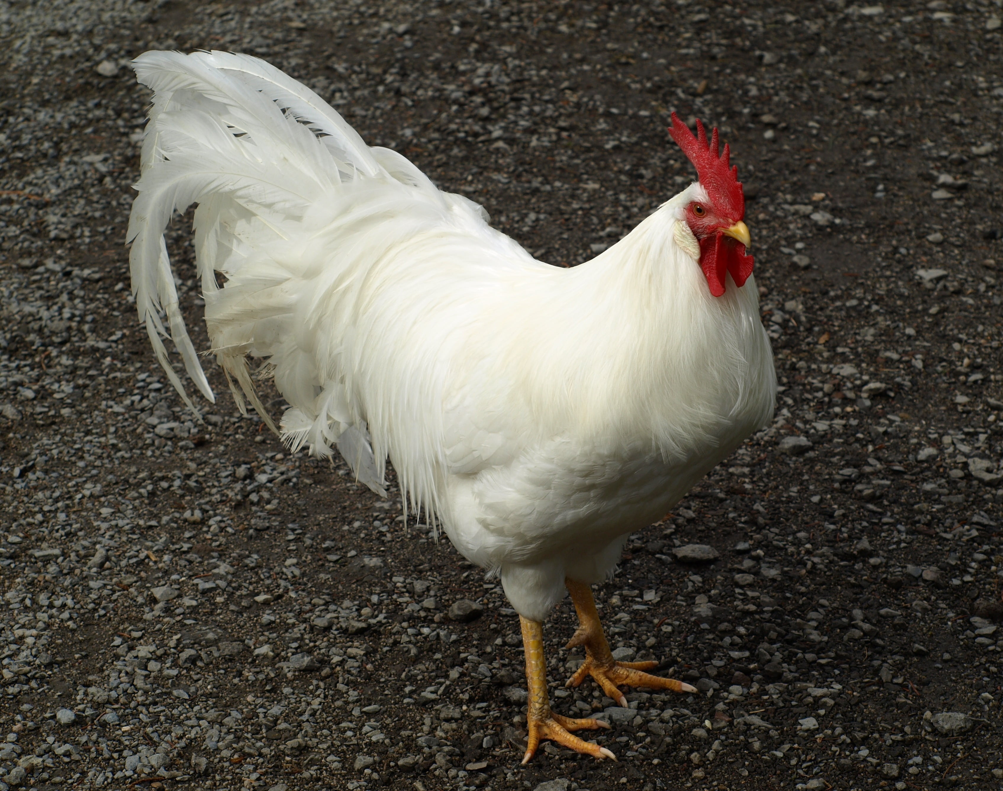 no people, cockerel, farm, male animal, white, domestic, agriculture, cockscomb, pets, mammal, land, gockel, rural Scene, bird, hahn, geglügel, one animal, HD Wallpaper