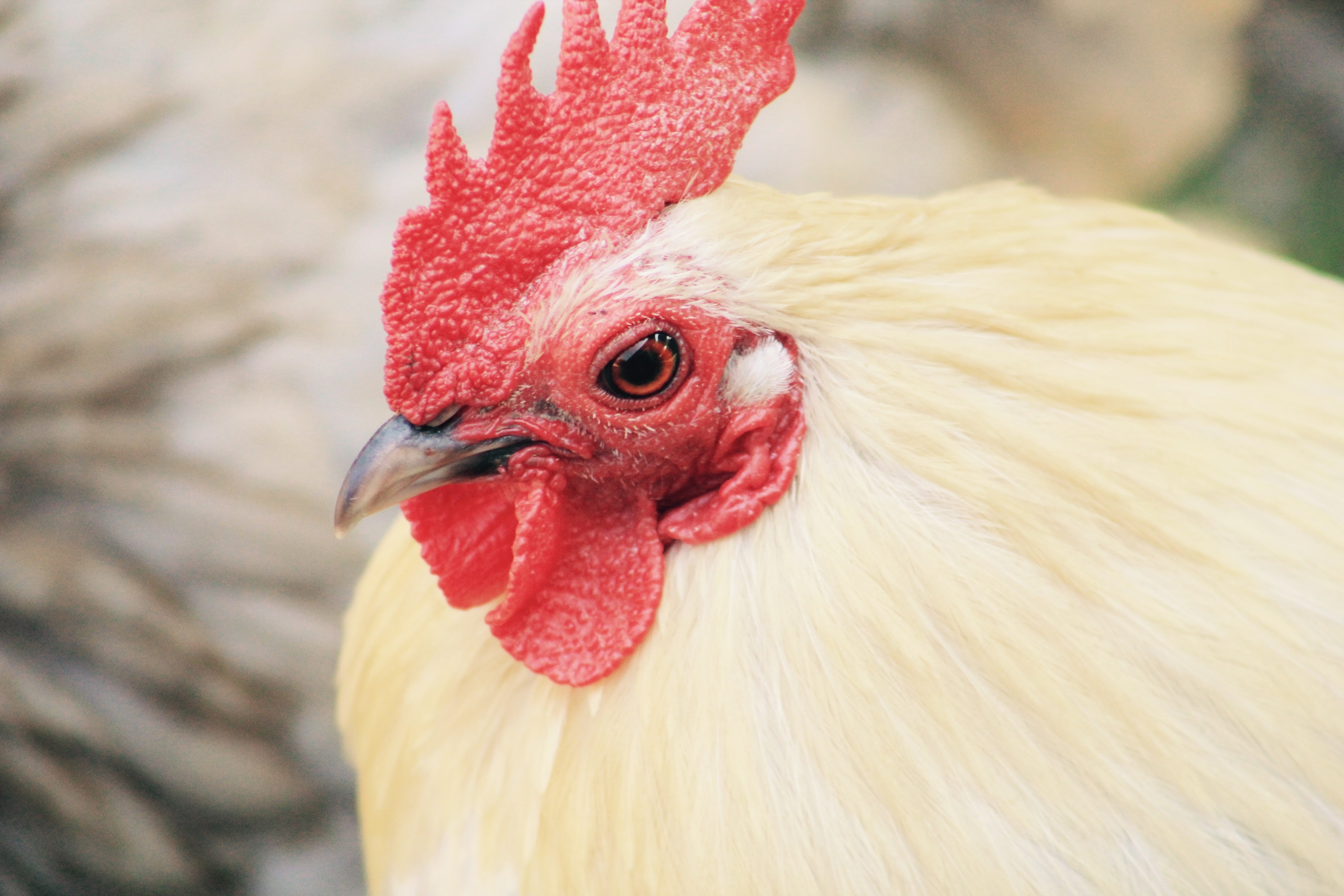 red, domestic, poultry, cockerel, animal head, animal body part, mammal, livestock, hahn, 4K, male animal, outdoors, one animal, agriculture, pets, close-up, HD Wallpaper