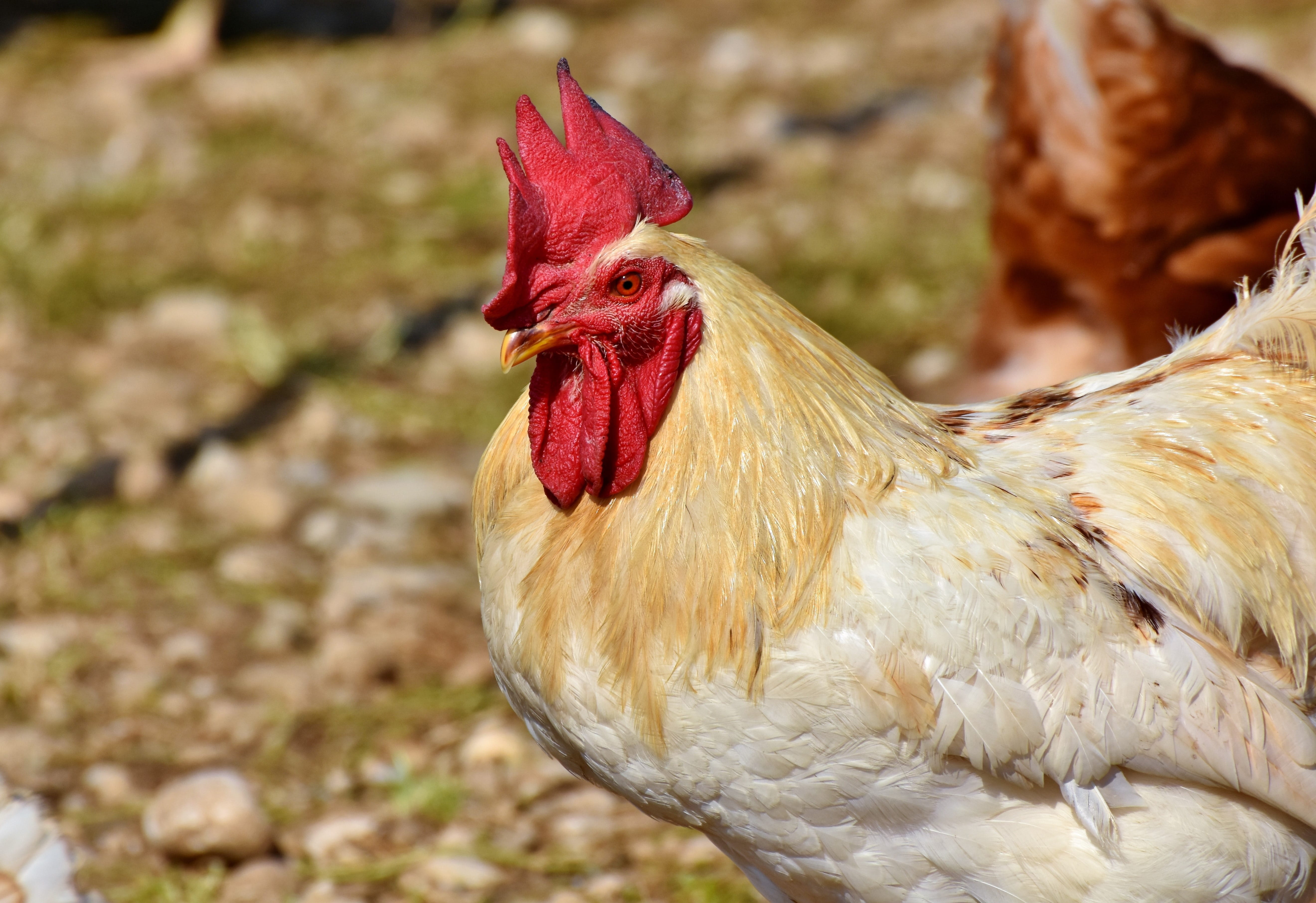livestock, cattle, male animal, outdoors, gockel, animals crest, animal themes, close-up, chicken - bird, mammal, nature, eye, no people, cockscomb, plumage, HD Wallpaper