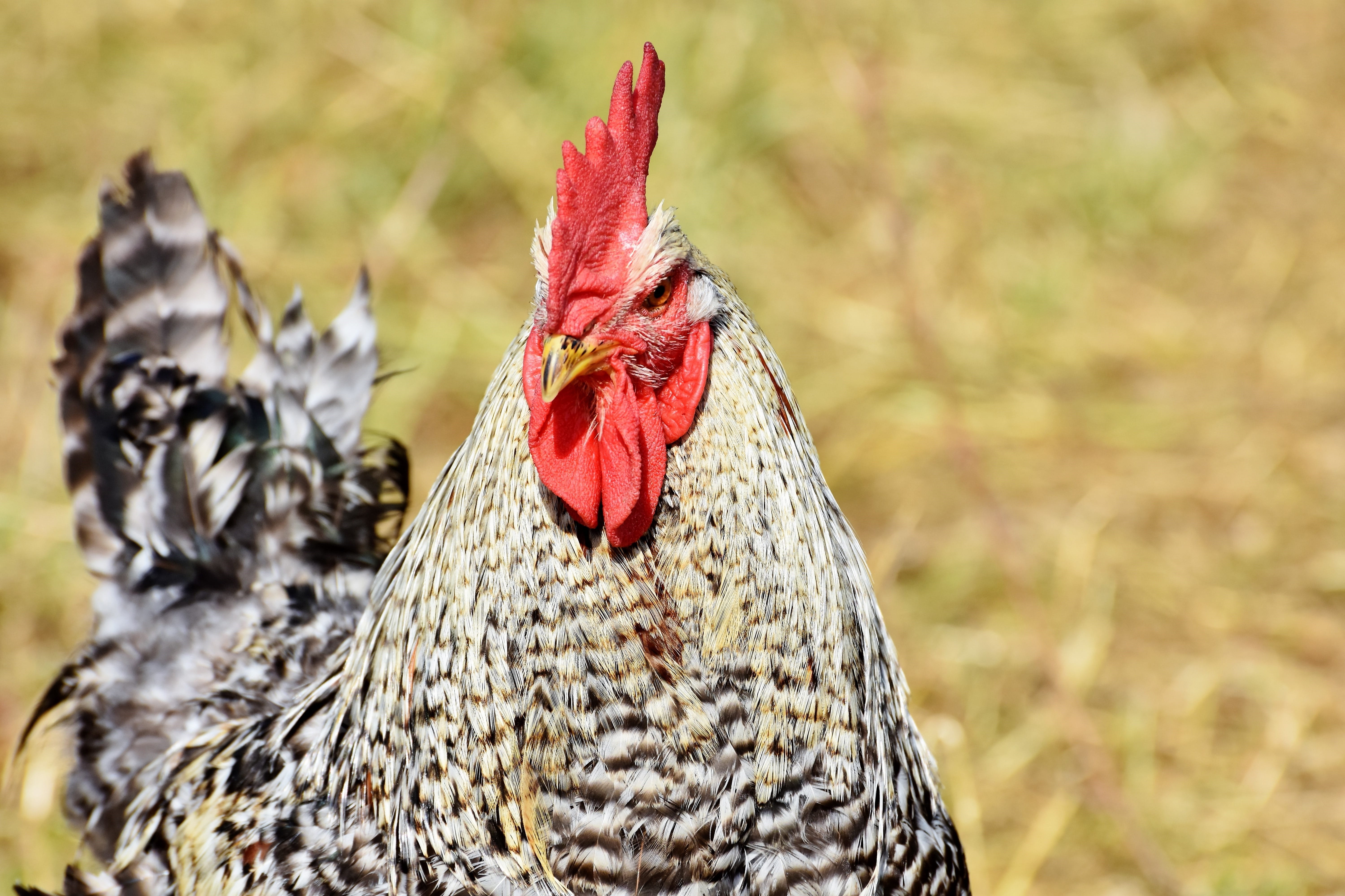 plumage, focus on foreground, eye, animal, land, close-up, domestic, cattle, poultry, cockscomb, hahn, bill, rooster, feather, no people, field, red, livestock, HD Wallpaper